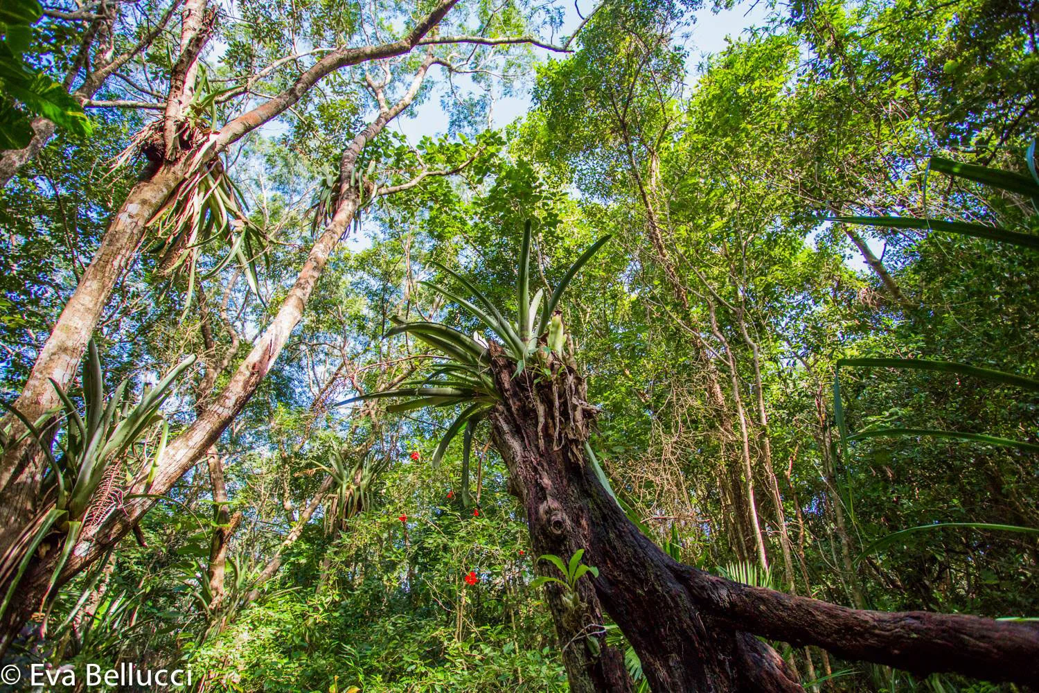 Hammocks_and_Ruins_Blog_Riviera_Maya_Mexico_Travel_Discover_Playa_del_Carmen_Tulum_Coba_Puerto_Morelos_Botanical_Gardens_17.jpg