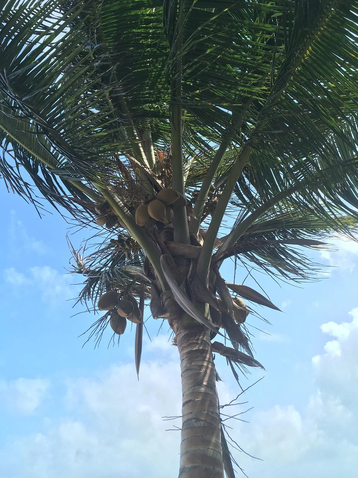 Hammocks_and_Ruins_Riviera_Maya_What_to_Do_Playa_Del_Carmen_Beaches_Tankah_Bay_3.jpg