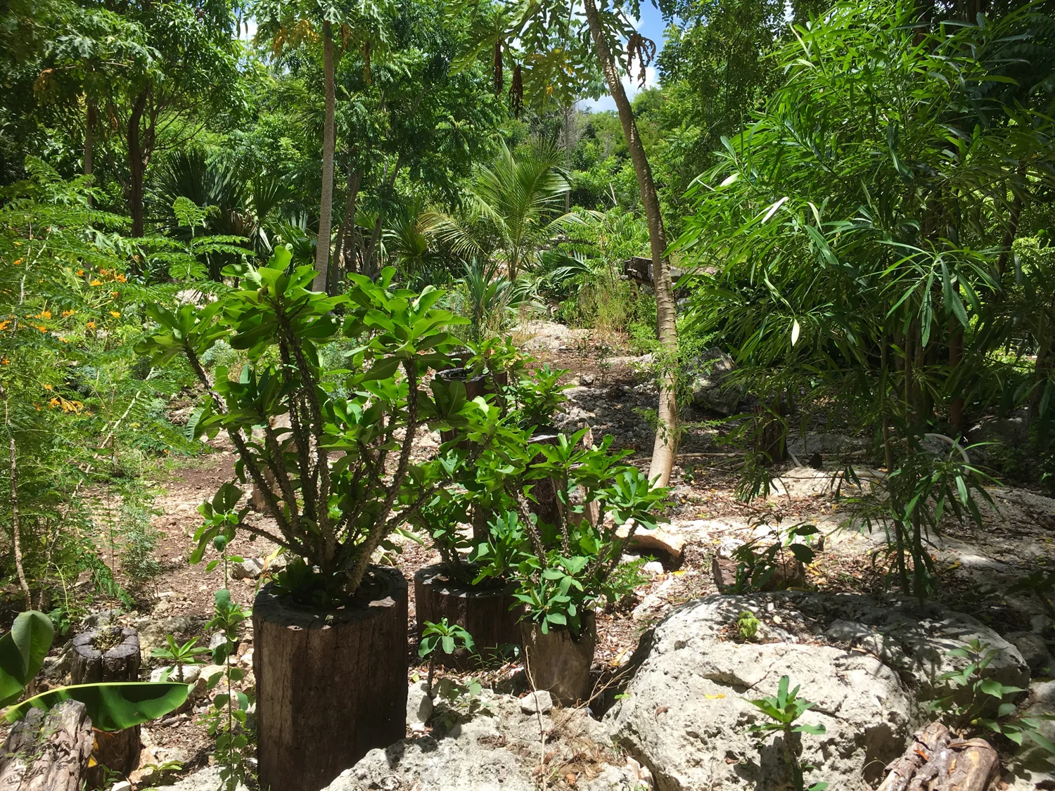 Hammocks_and_Ruins_Blog_Riviera_Maya_Mexico_Travel_Discover_Cenotes_Scuba_Dive_Cenote_Angelita_16.jpg