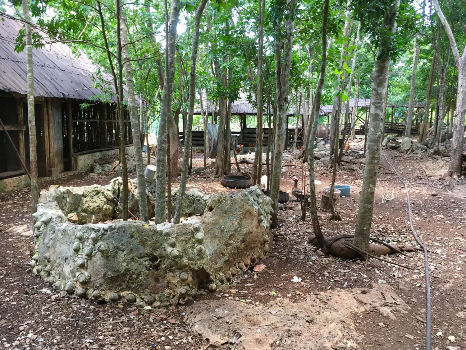 Hammocks_and_Ruins_Blog_Riviera_Maya_Mexico_Travel_Discover_Cenotes_Scuba_Dive_Cenote_Angelita_26.jpg