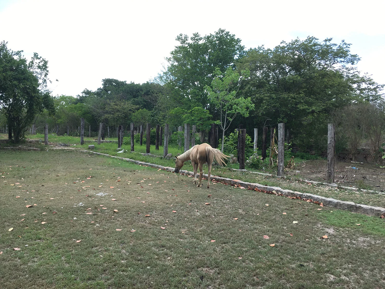 Hammocks_and_Ruins_Blog_Riviera_Maya_Mexico_Travel_Discover_Yucatan_What_to_do_Merida_Haciendas_Tepich_28.jpg