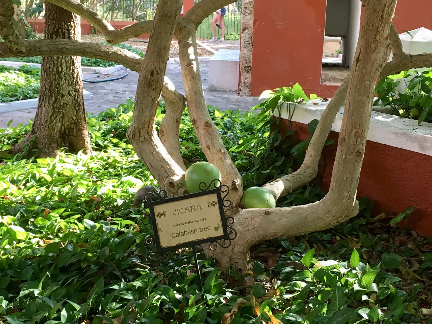 Hammocks_and_Ruins_Blog_Riviera_Maya_Mexico_Travel_Discover_Yucatan_What_to_do_Merida_Haciendas_Teya_40.jpg