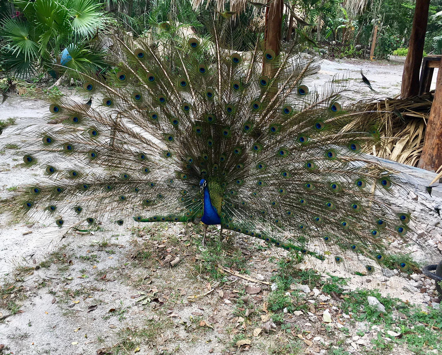 Hammocks_and_Ruins_What_to_Do_Mexico_Maya_cenote_7_bocas_34.jpg