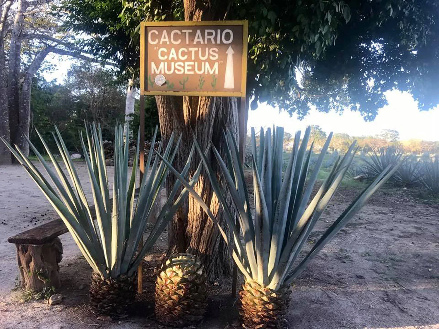 Hammocks_and_Ruins_What_to_Do_Mexico_Mayan_pyramid_tequila_Valladolid_tequileria_Mayapan_distillery_2.jpg