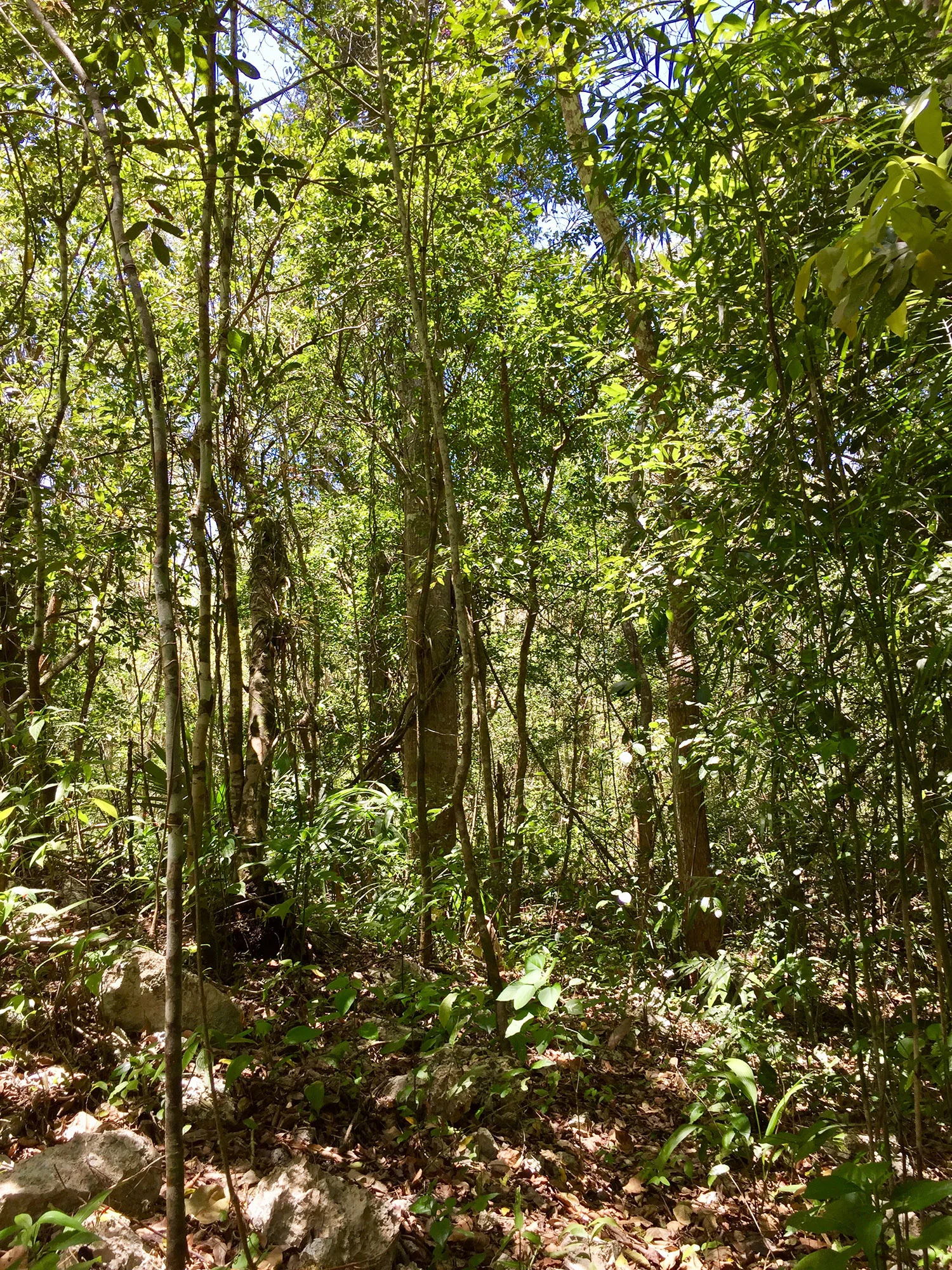 Try to spot the Agouti, native to Middle America.