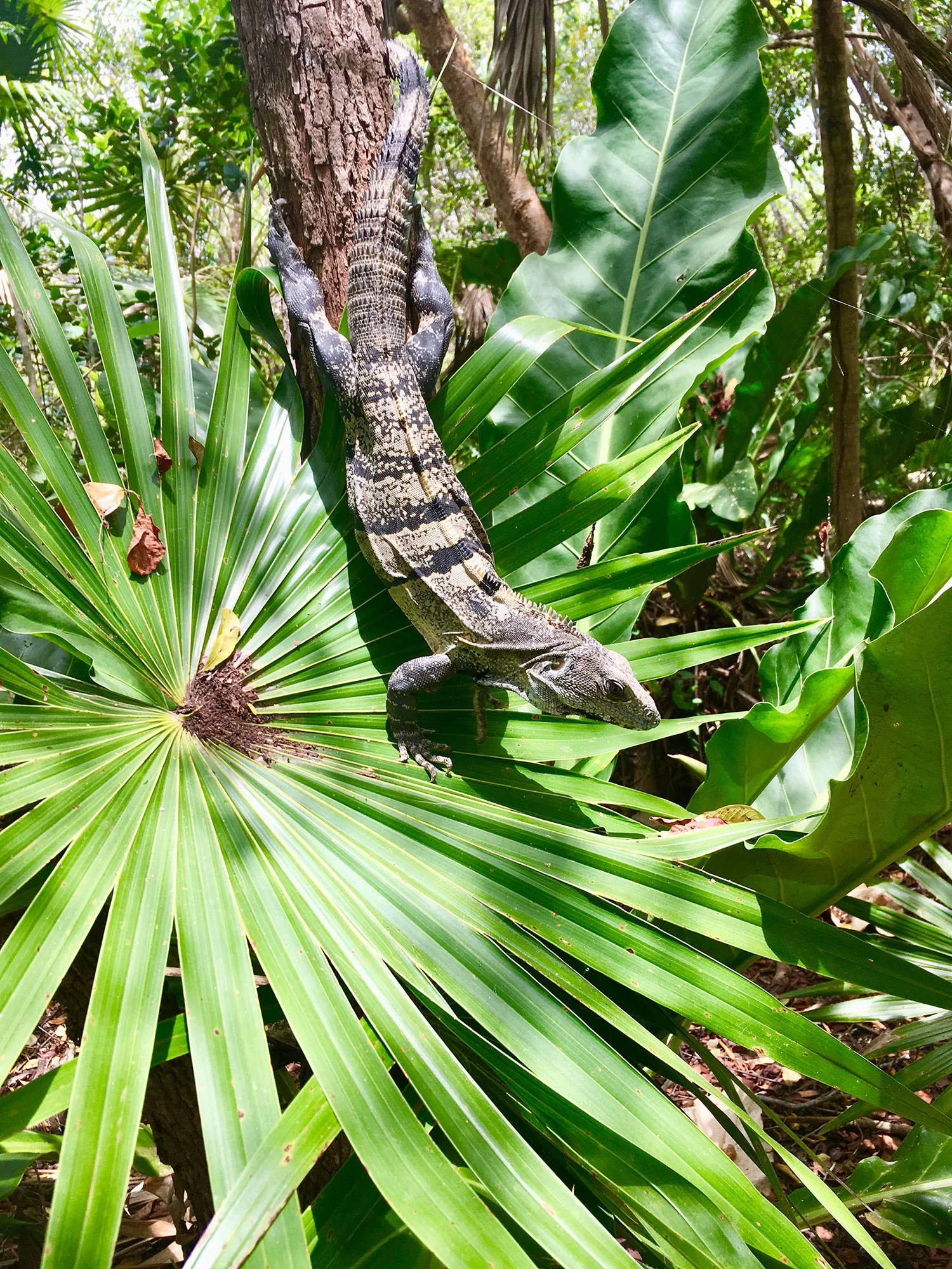 Hammocks_and_Ruins_What_to_Do_Yucatan_jungle_lake_cenote_Yal_Ku_10.jpg