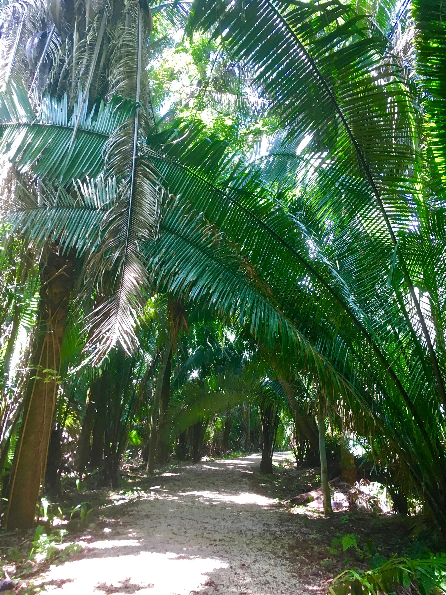 Hammocks_and_Ruins_What_to_Do_Yucatan_Mexico_pyramid_Maya_Kohunlich_47.jpg