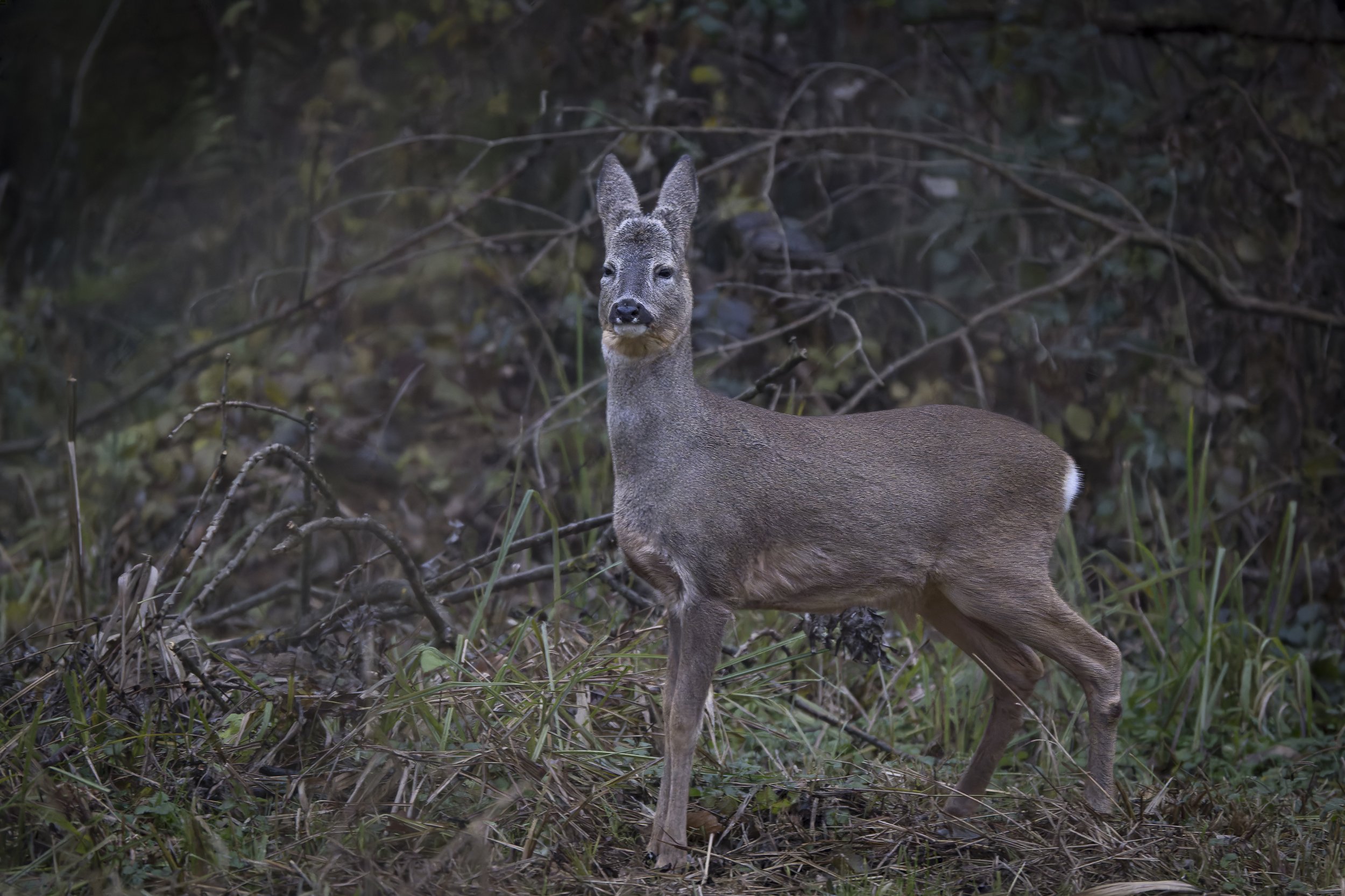 CanaleSottoLaghettoGudo16Dic2025 -243597 - 251216-DxO_DeepPRIME XD2s.jpg