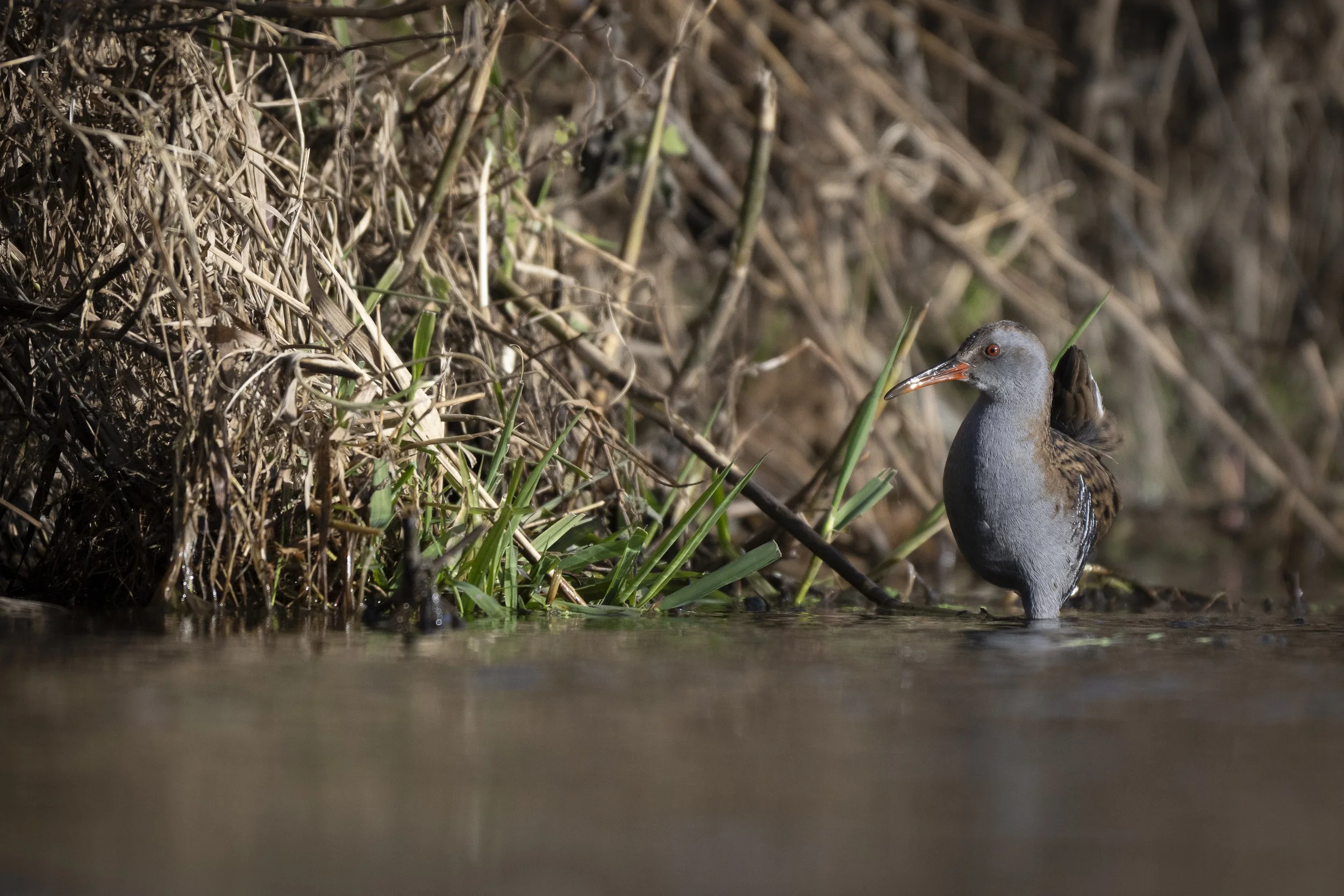 CanaleSottoLaghettoGudoBeccamoschino&Porciglione21Dic2025 -244926 - 251221.jpg
