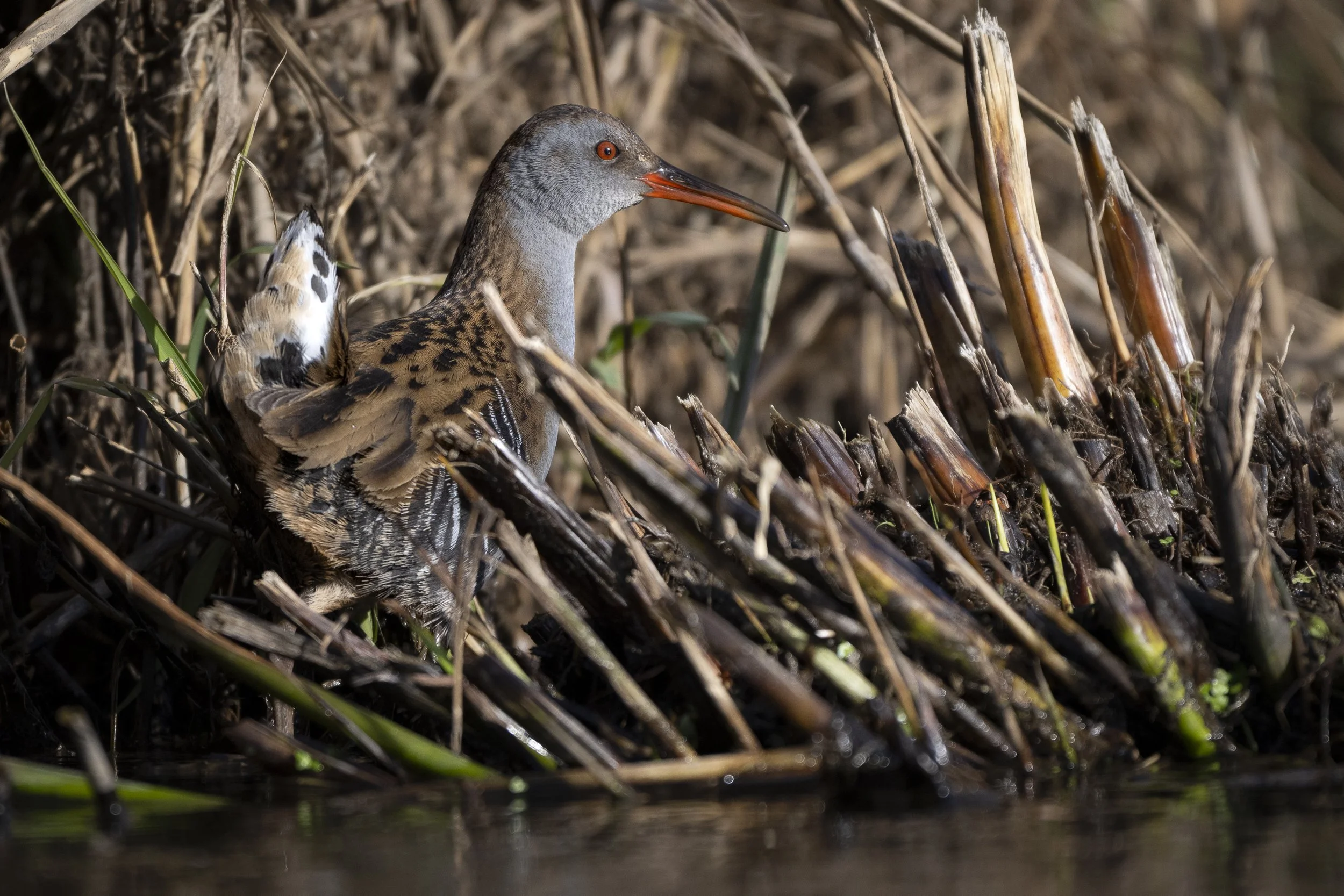 CanaleSottoLaghettoGudoBeccamoschino&Porciglione21Dic2025 -244958 - 251221.jpg