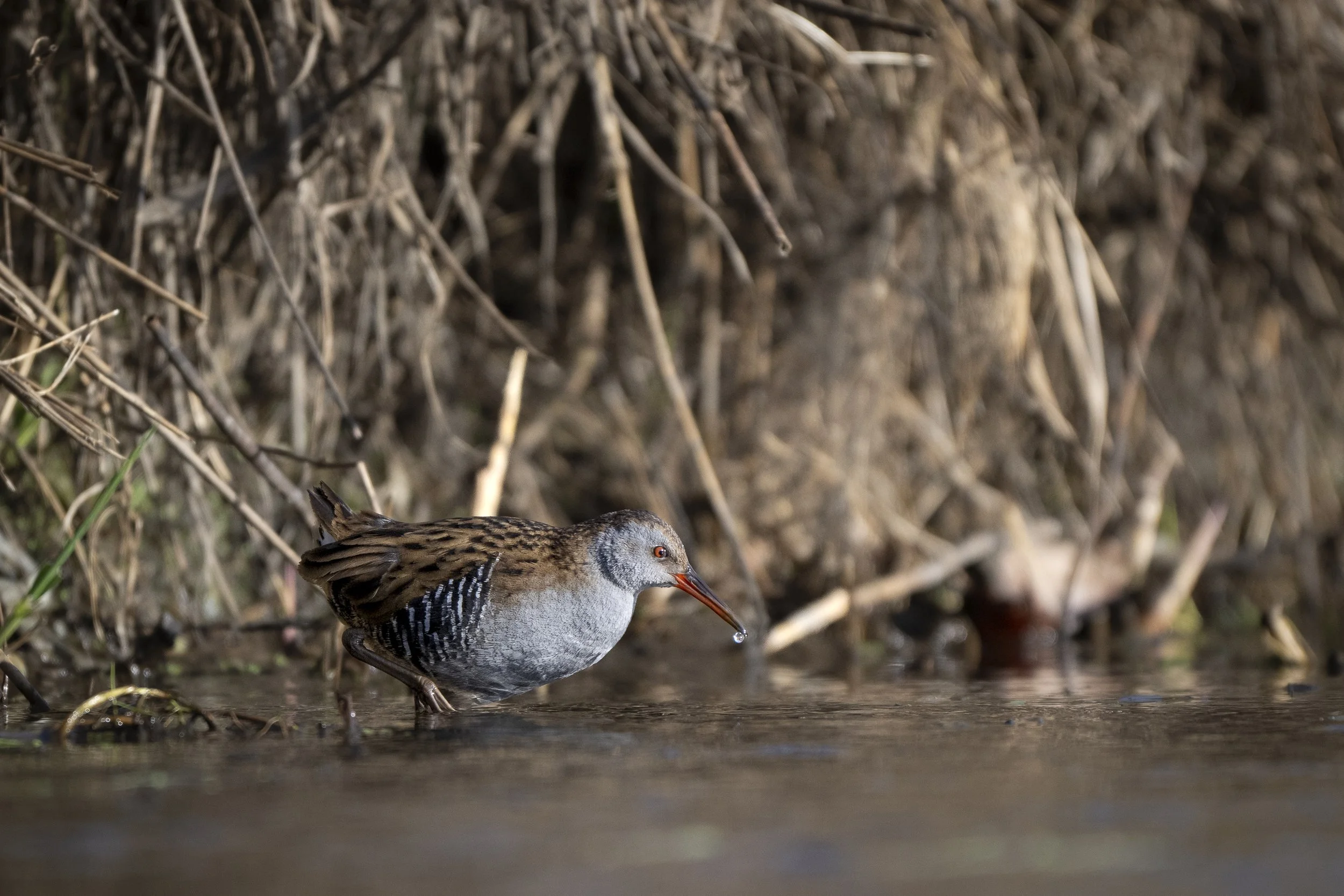 CanaleSottoLaghettoGudoBeccamoschino&Porciglione21Dic2025 -244883 - 251221.jpg