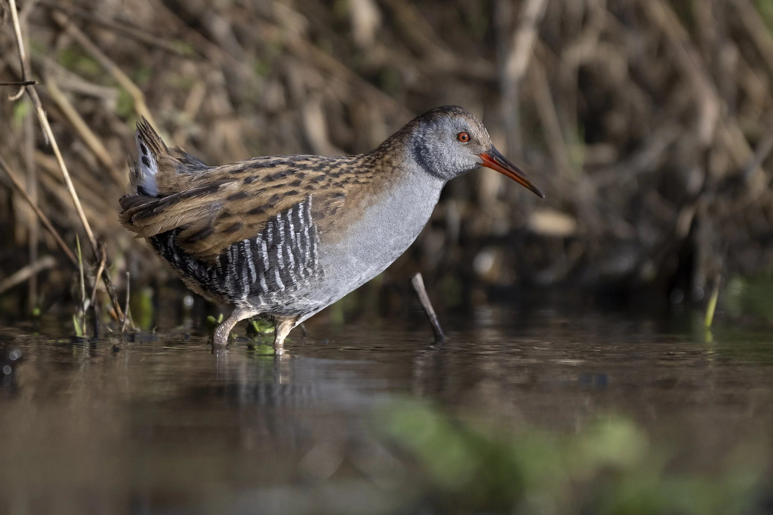 CanaleSottoLaghettoGudoBeccamoschino&Porciglione21Dic2025 -245018 - 251221.jpg