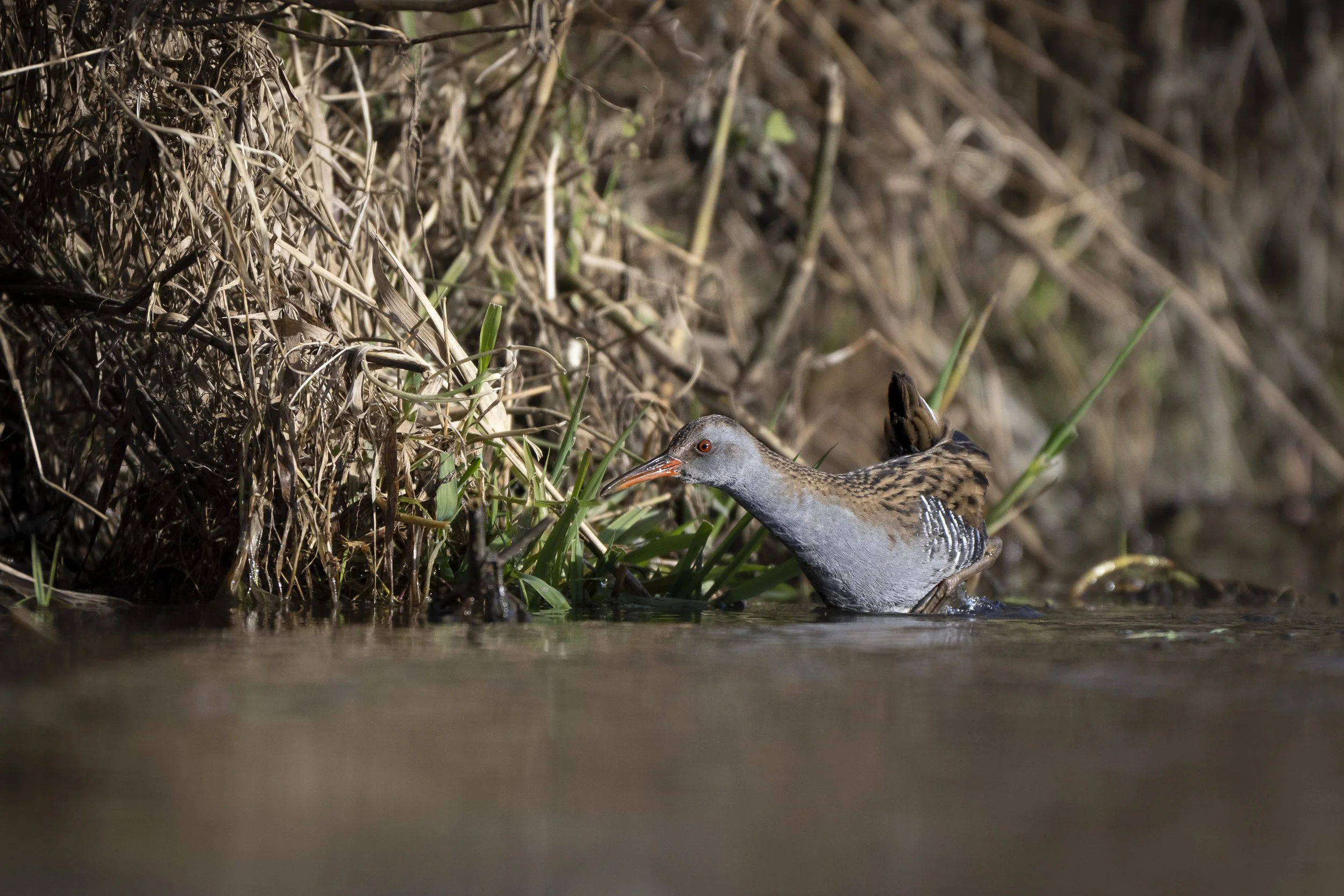 CanaleSottoLaghettoGudoBeccamoschino&Porciglione21Dic2025 -244936 - 251221.jpg