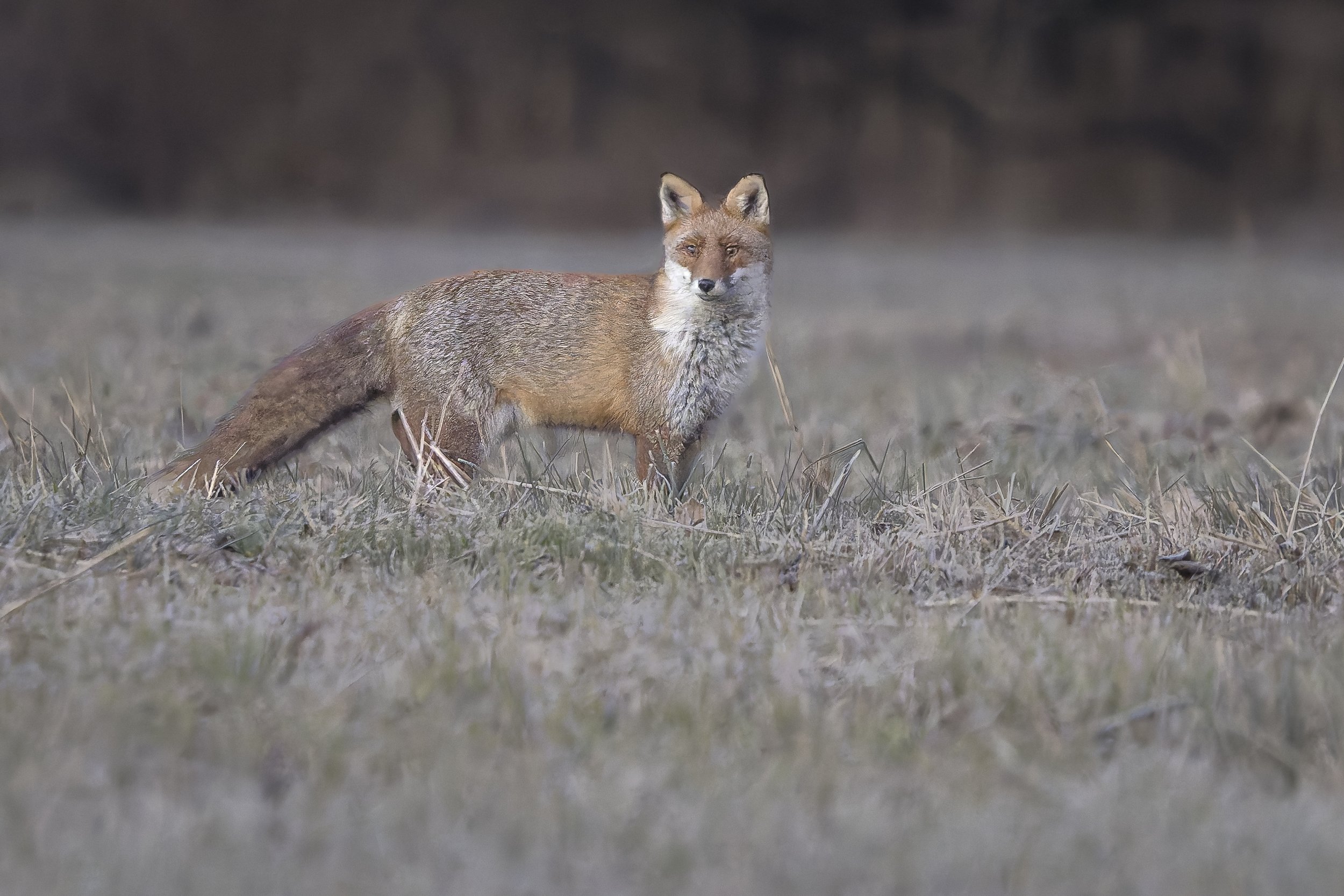 SottoAeroporto&BollaRossa14Dicembre2025 -0127 - 20251214-DxO_DeepPRIME XD2s.jpg