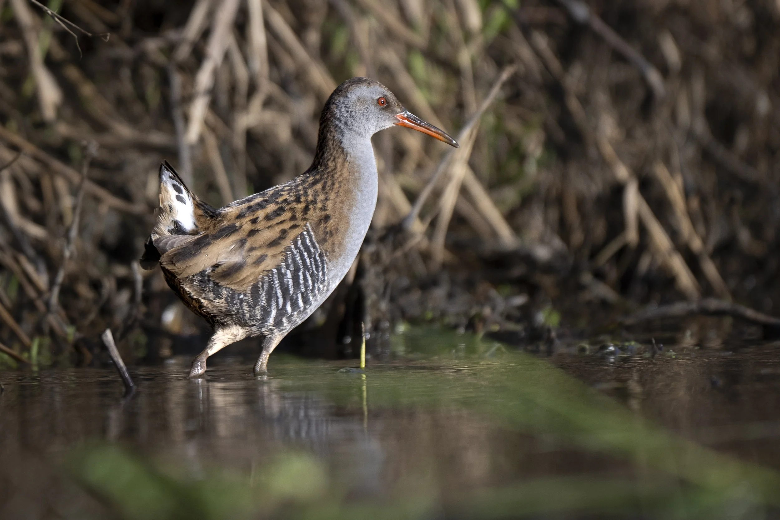 CanaleSottoLaghettoGudoBeccamoschino&Porciglione21Dic2025 -245035 - 251221.jpg