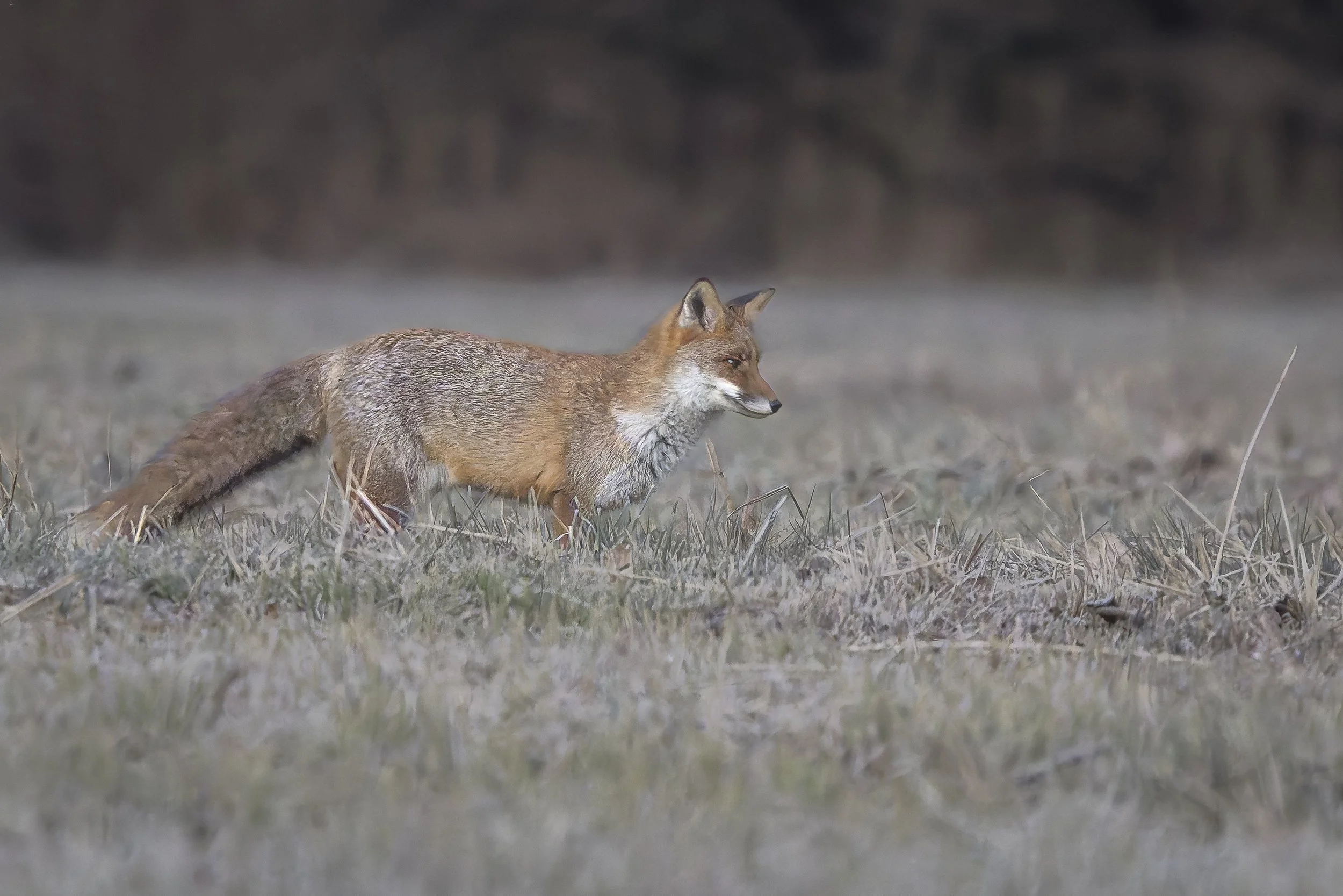 SottoAeroporto&BollaRossa14Dicembre2025 -0141 - 20251214-DxO_DeepPRIME XD2s.jpg