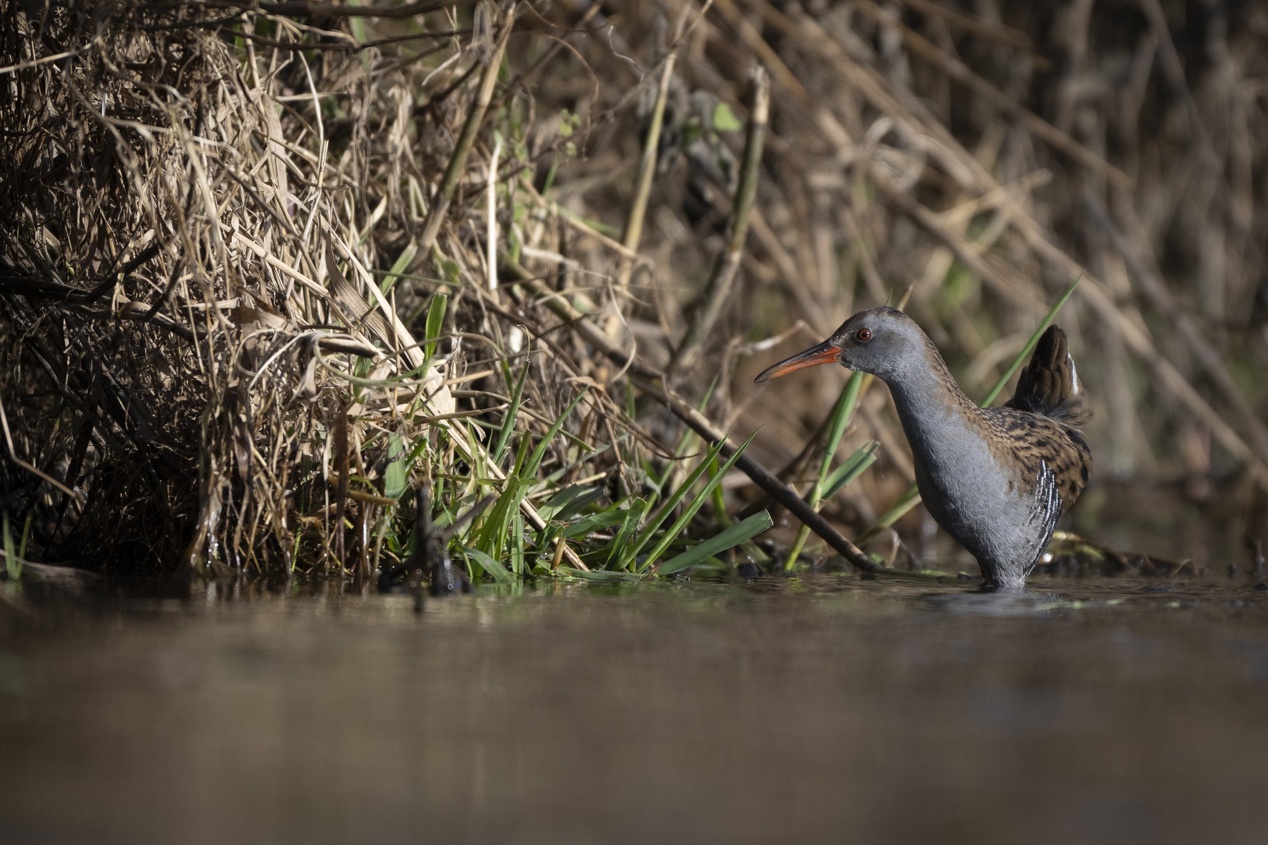 CanaleSottoLaghettoGudoBeccamoschino&Porciglione21Dic2025 -244929 - 251221.jpg