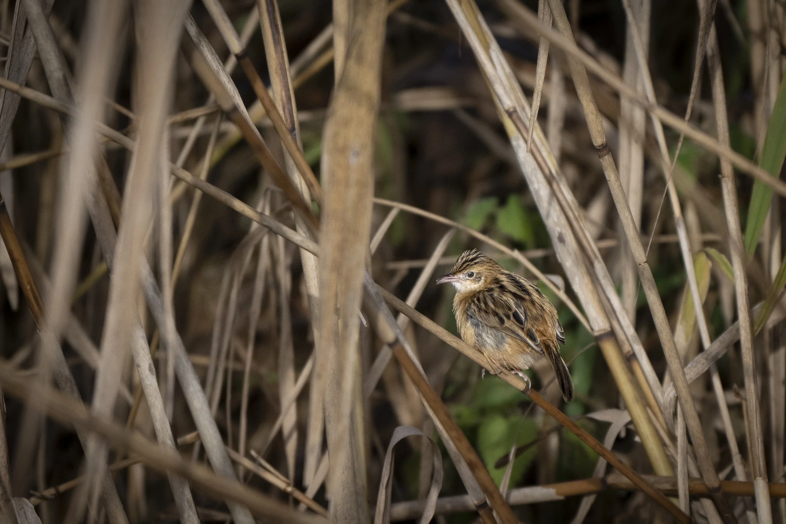 CanaleSottoLaghettoGudoBeccamoschino19Dic2025 -244045 - 251219.jpg