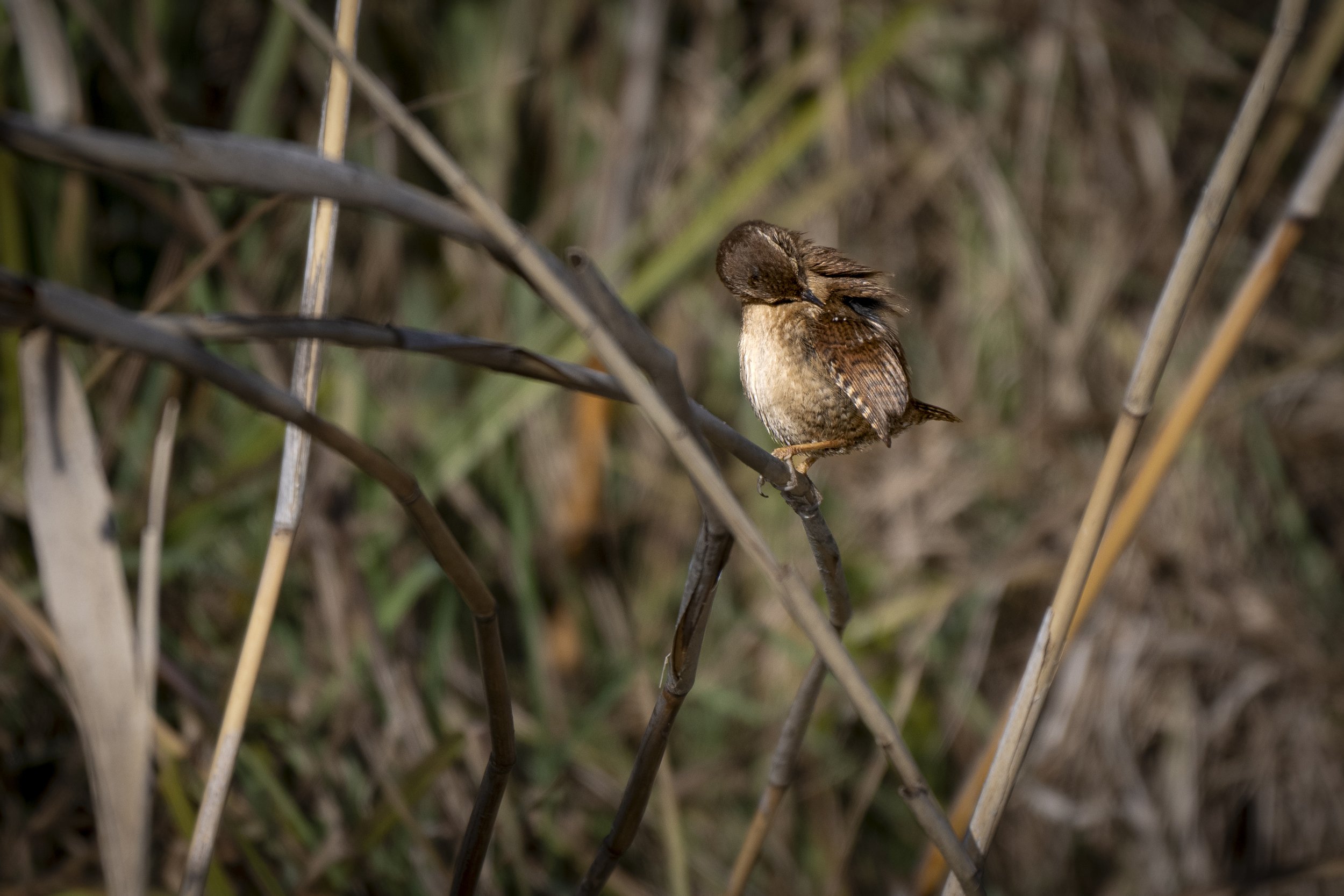 CanaleSottoLaghettoGudoBeccamoschino19Dic2025 -244465 - 251219.jpg