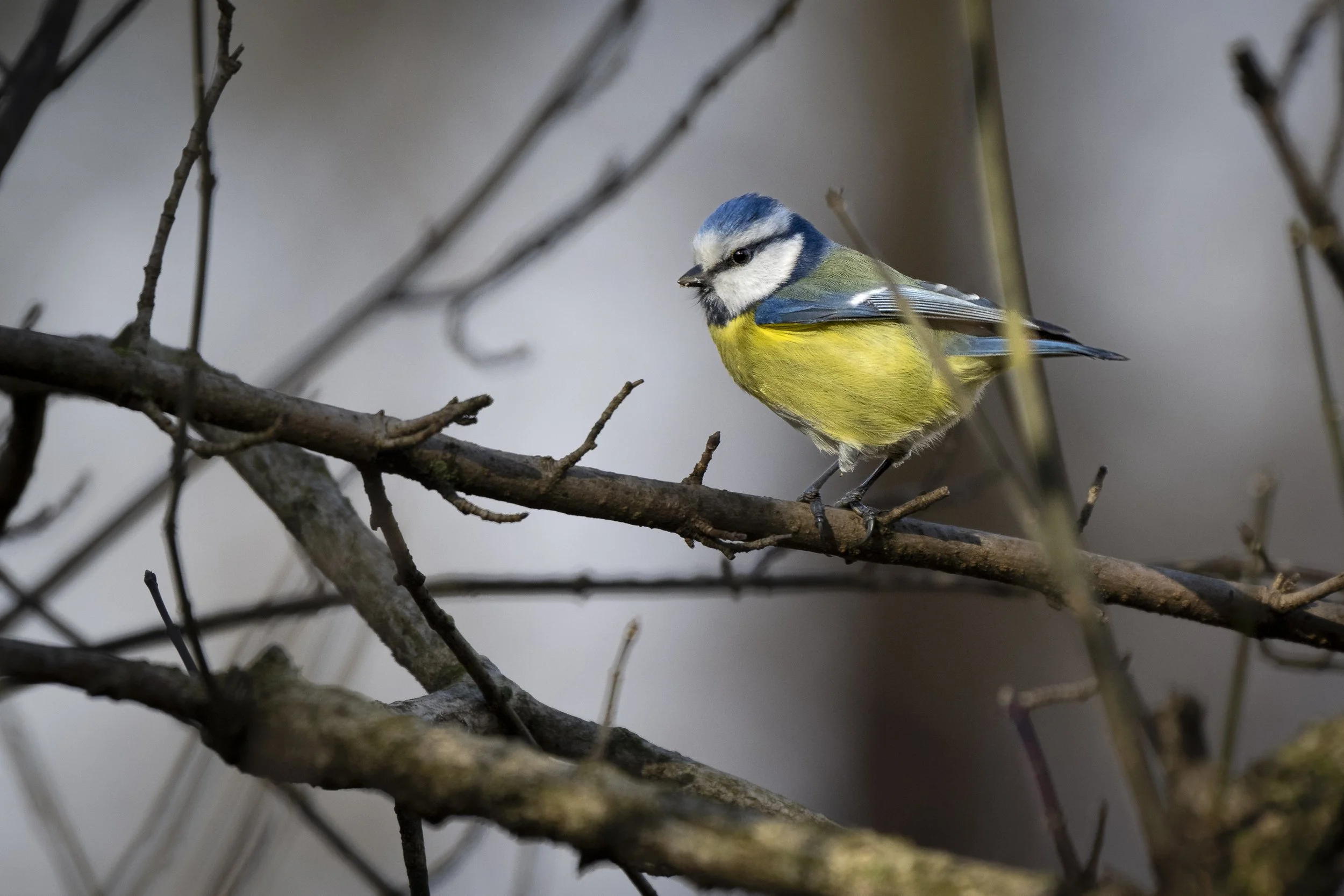CanaleSottoLaghettoGudoBeccamoschino19Dic2025 -243863 - 251219.jpg