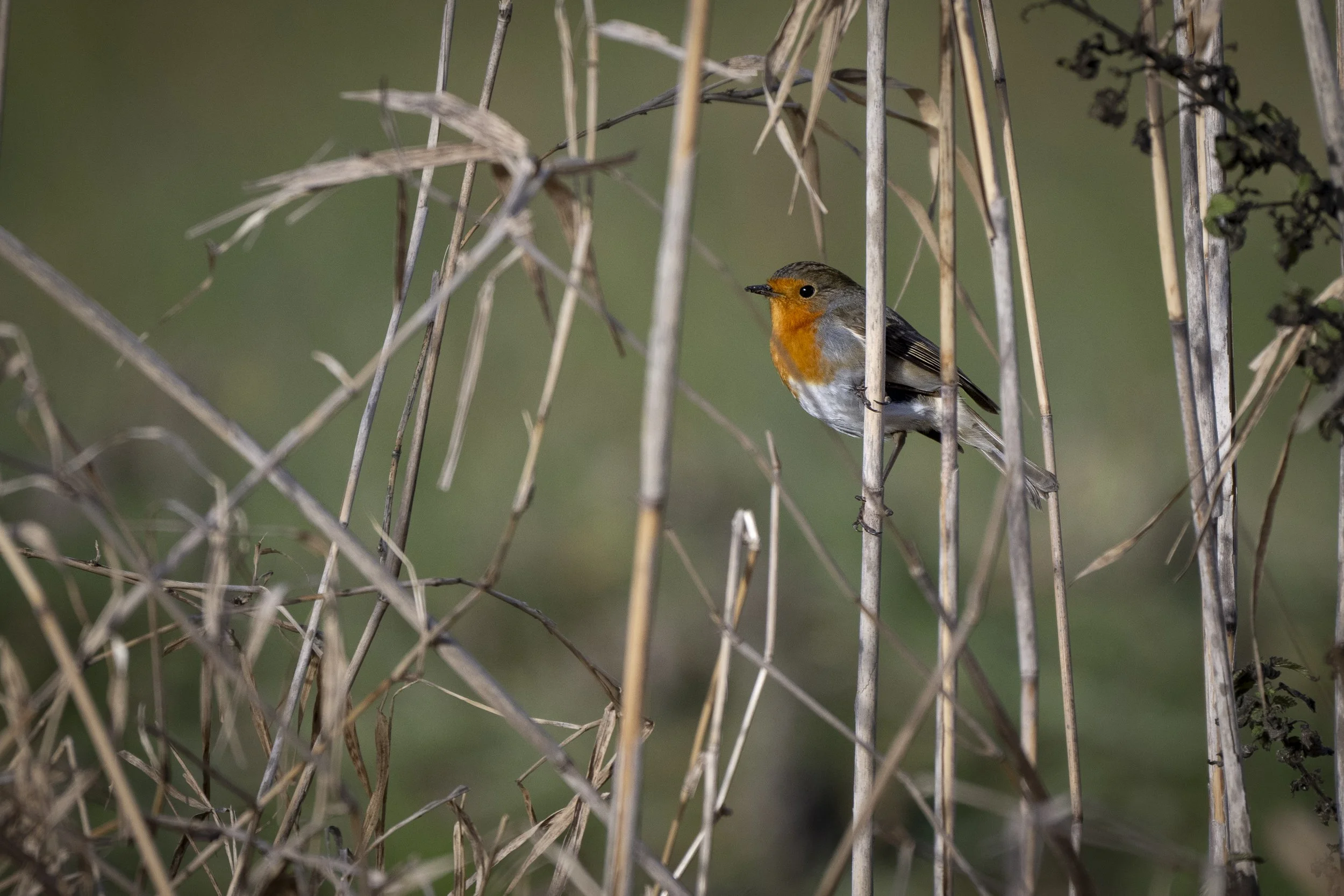 CanaleSottoLaghettoGudoBeccamoschino19Dic2025 -244175 - 251219.jpg