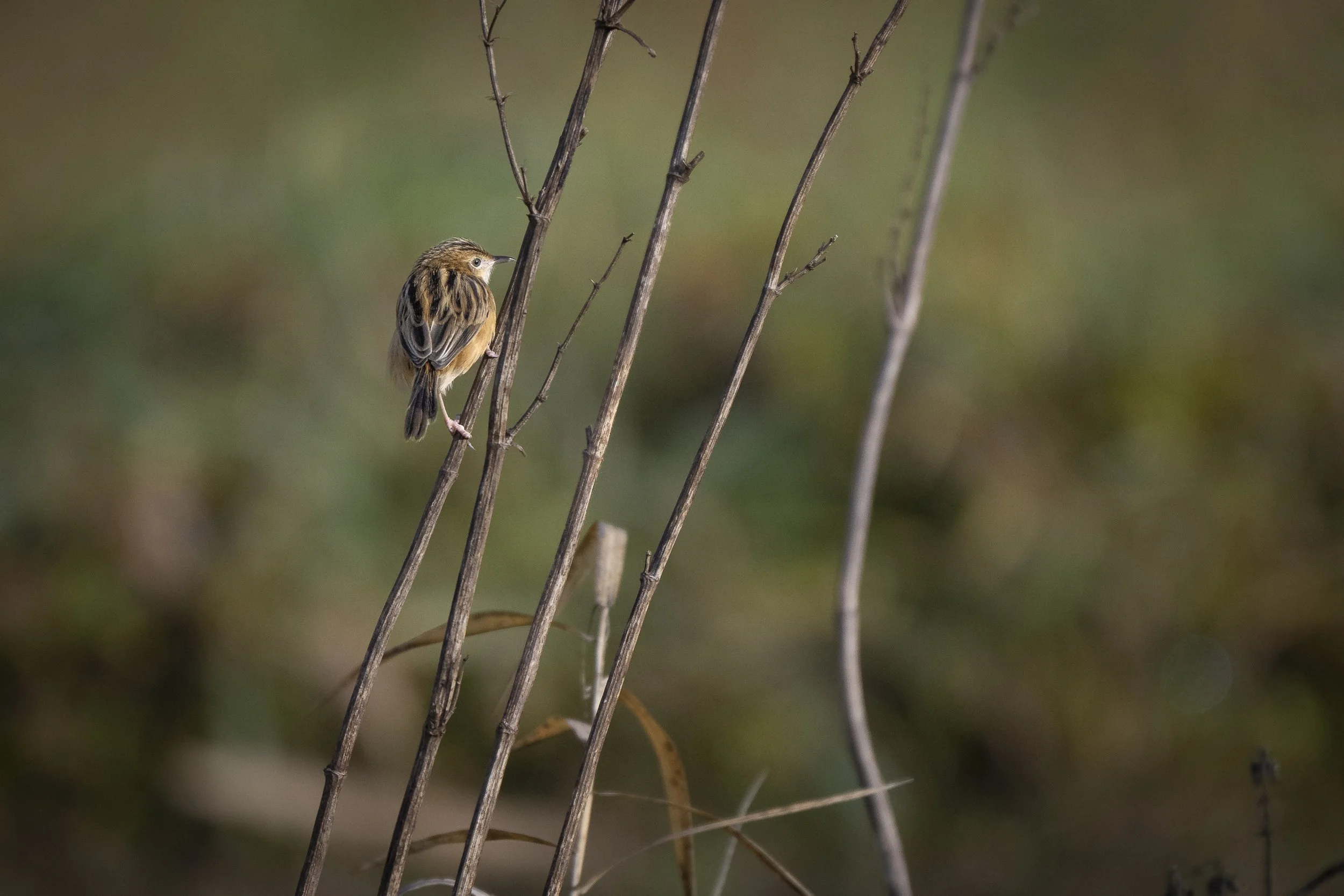 CanaleSottoLaghettoGudoBeccamoschino19Dic2025 -243895 - 251219.jpg