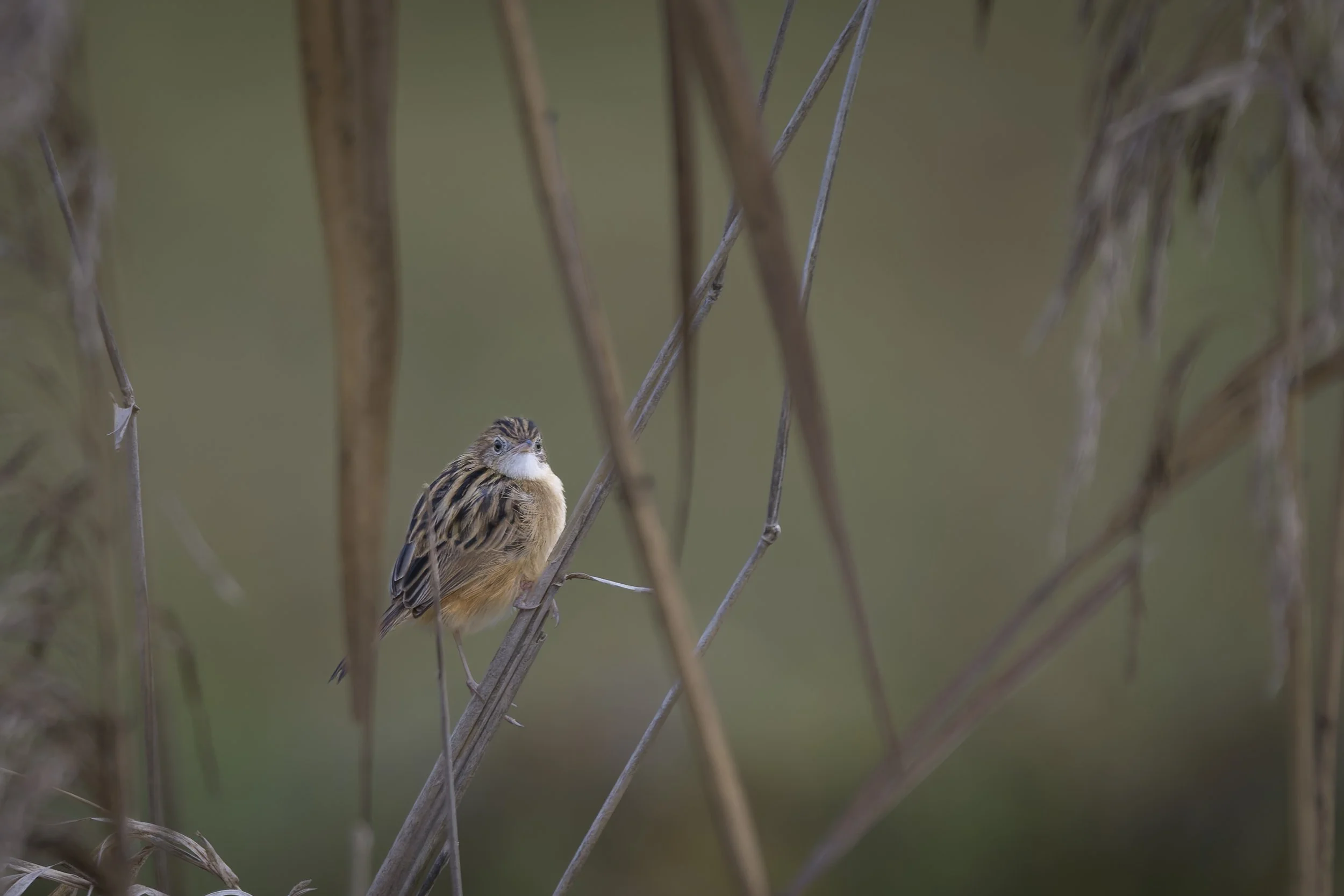 CanaleSottoLaghettoGudoBeccamoschino&Porciglione21Dic2025 -244743 - 251221-DxO_DeepPRIME XD2s.jpg