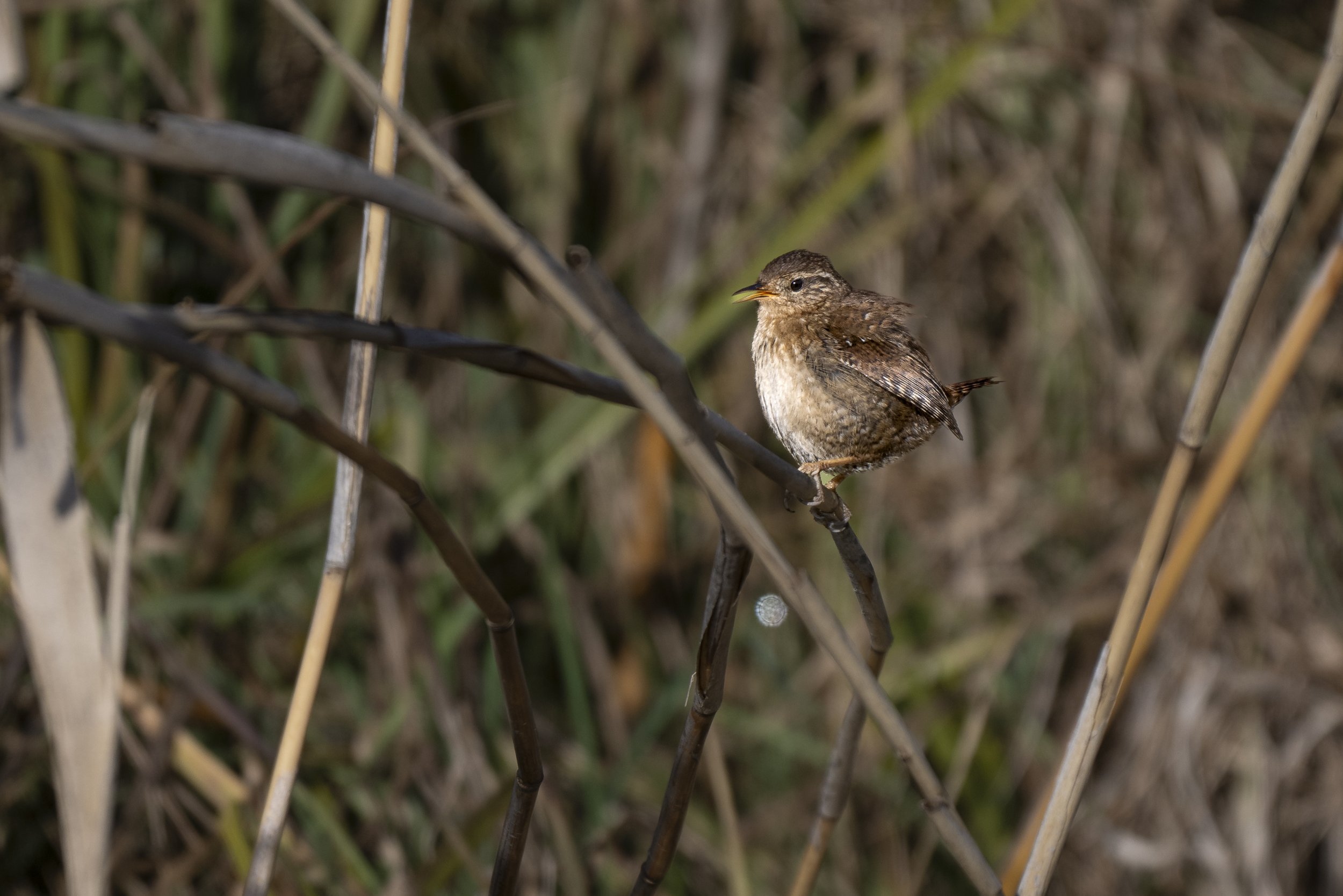 CanaleSottoLaghettoGudoBeccamoschino19Dic2025 -244118 - 251219.jpg