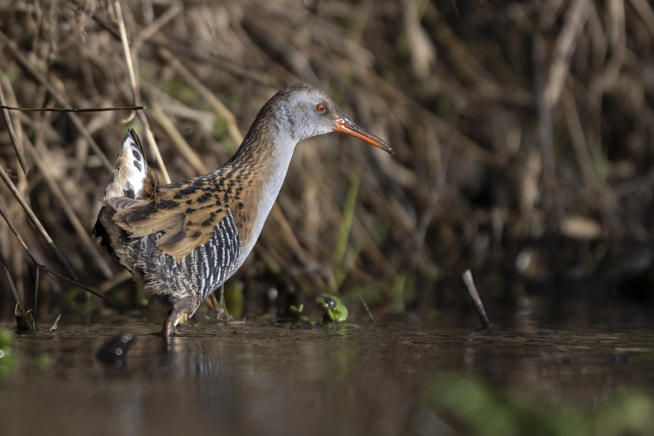 CanaleSottoLaghettoGudoBeccamoschino&Porciglione21Dic2025 -245005 - 251221.jpg