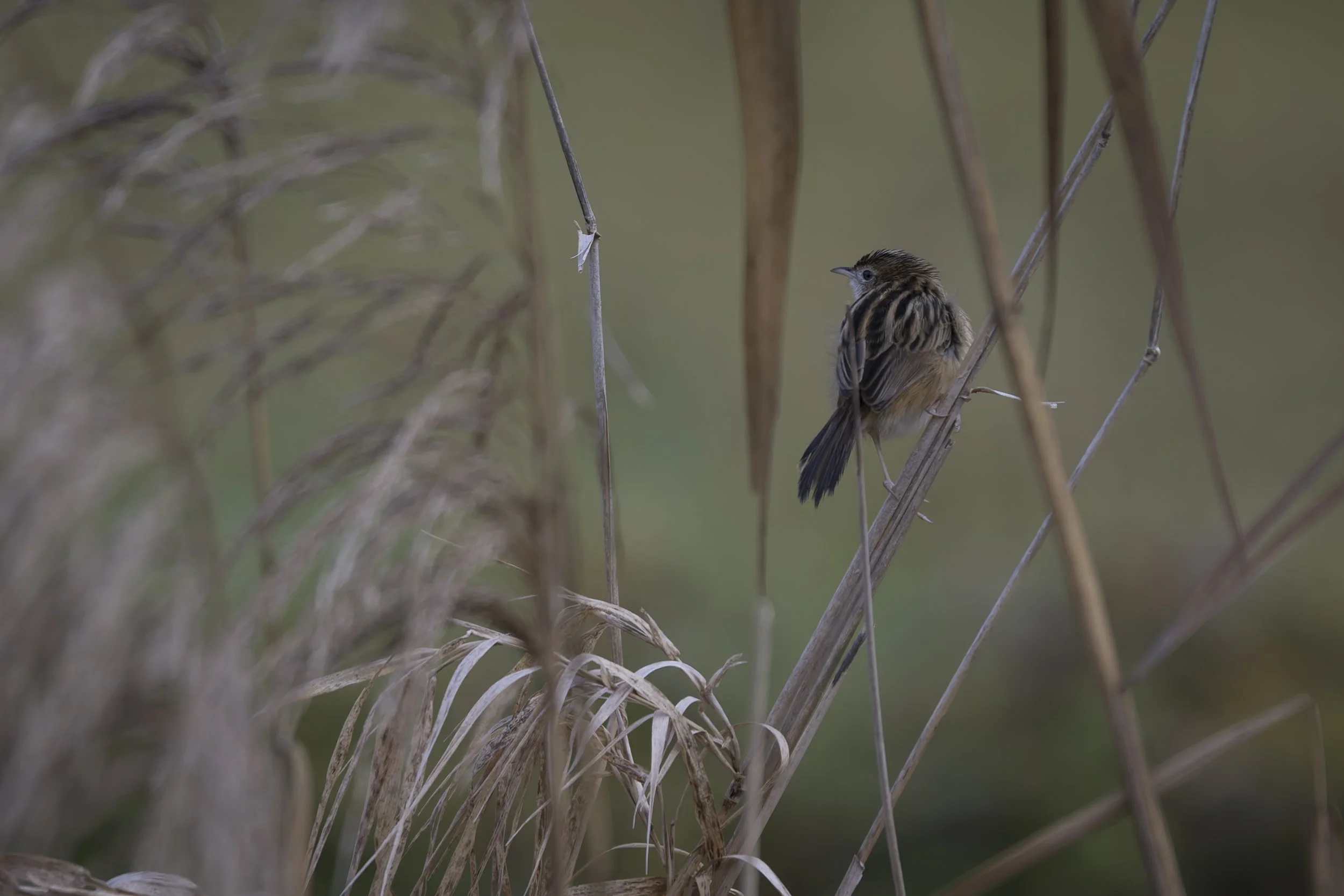 CanaleSottoLaghettoGudoBeccamoschino&Porciglione21Dic2025 -244707 - 251221-DxO_DeepPRIME XD2s.jpg