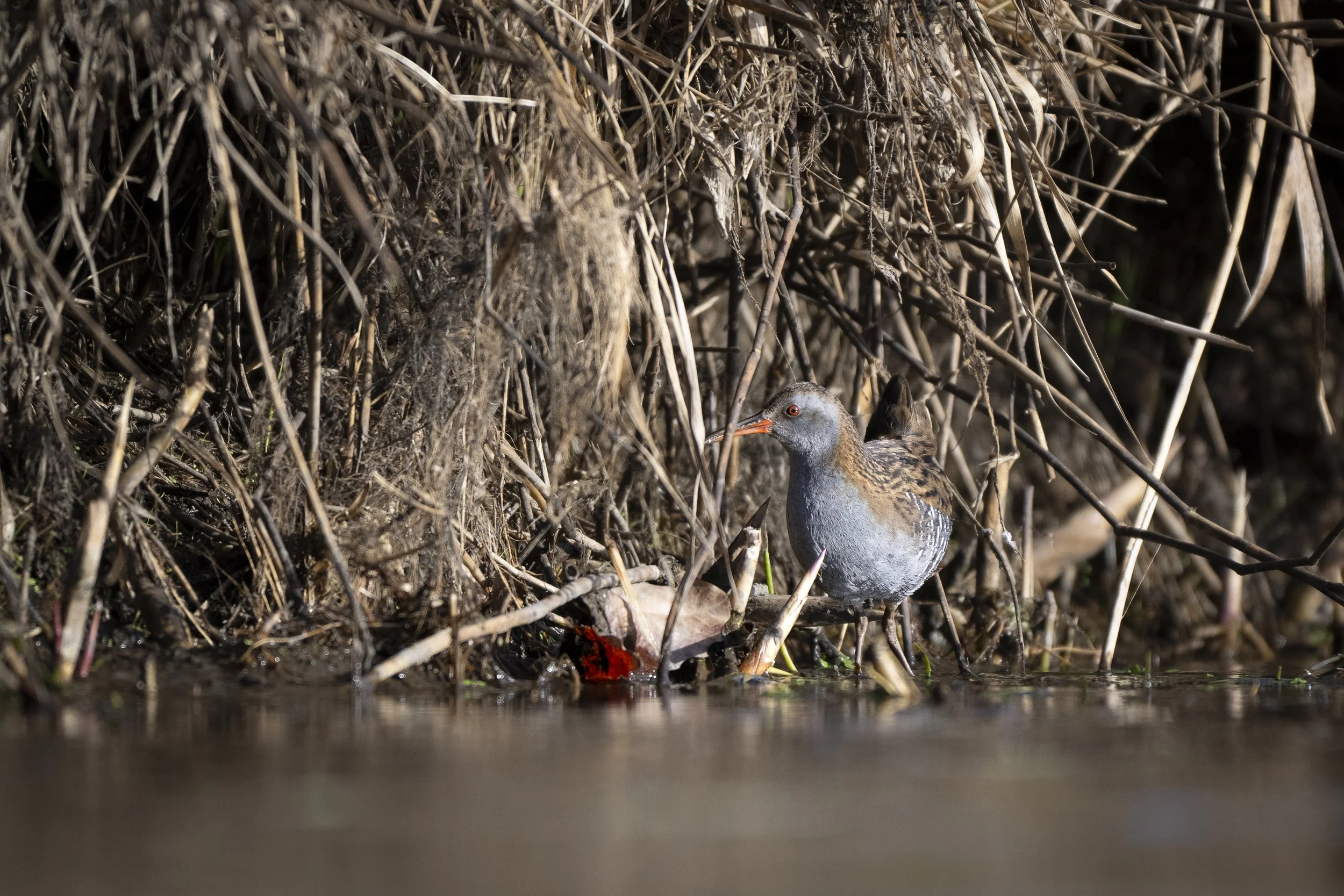 CanaleSottoLaghettoGudoBeccamoschino&Porciglione21Dic2025 -244853 - 251221.jpg