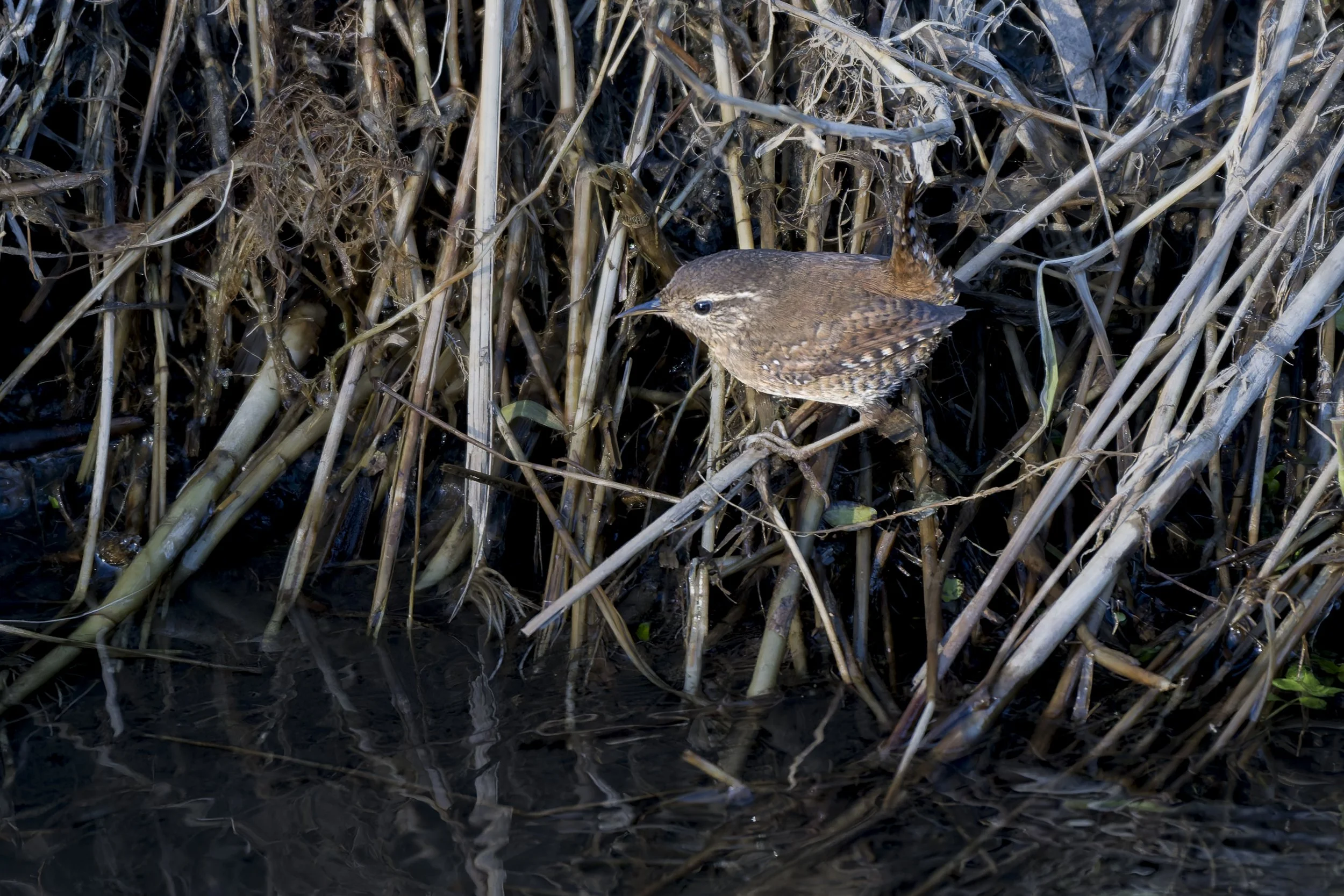 CanaleSottoLaghettoGudo14Dic2025 -243248 - 251214-DxO_DeepPRIME XD2s.jpg
