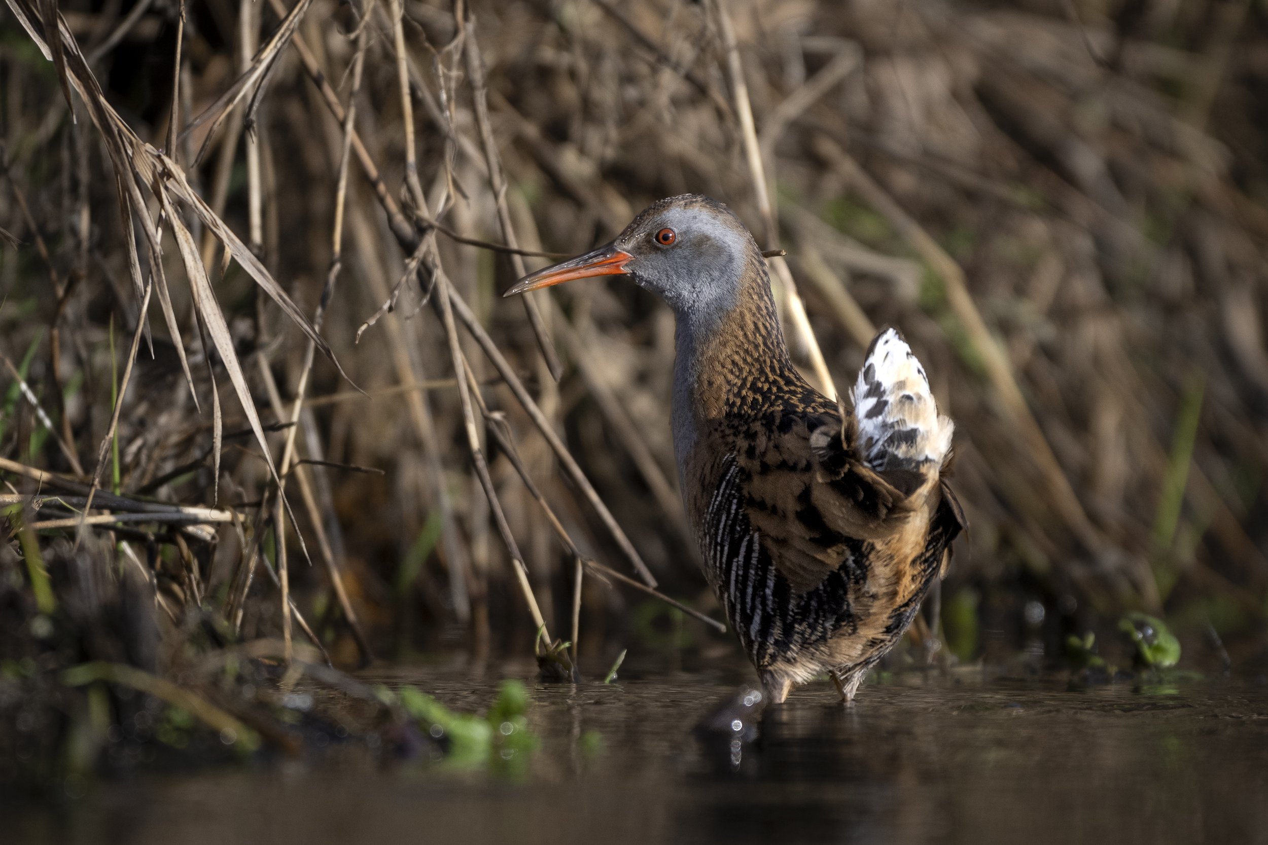 CanaleSottoLaghettoGudoBeccamoschino&Porciglione21Dic2025 -244994 - 251221.jpg
