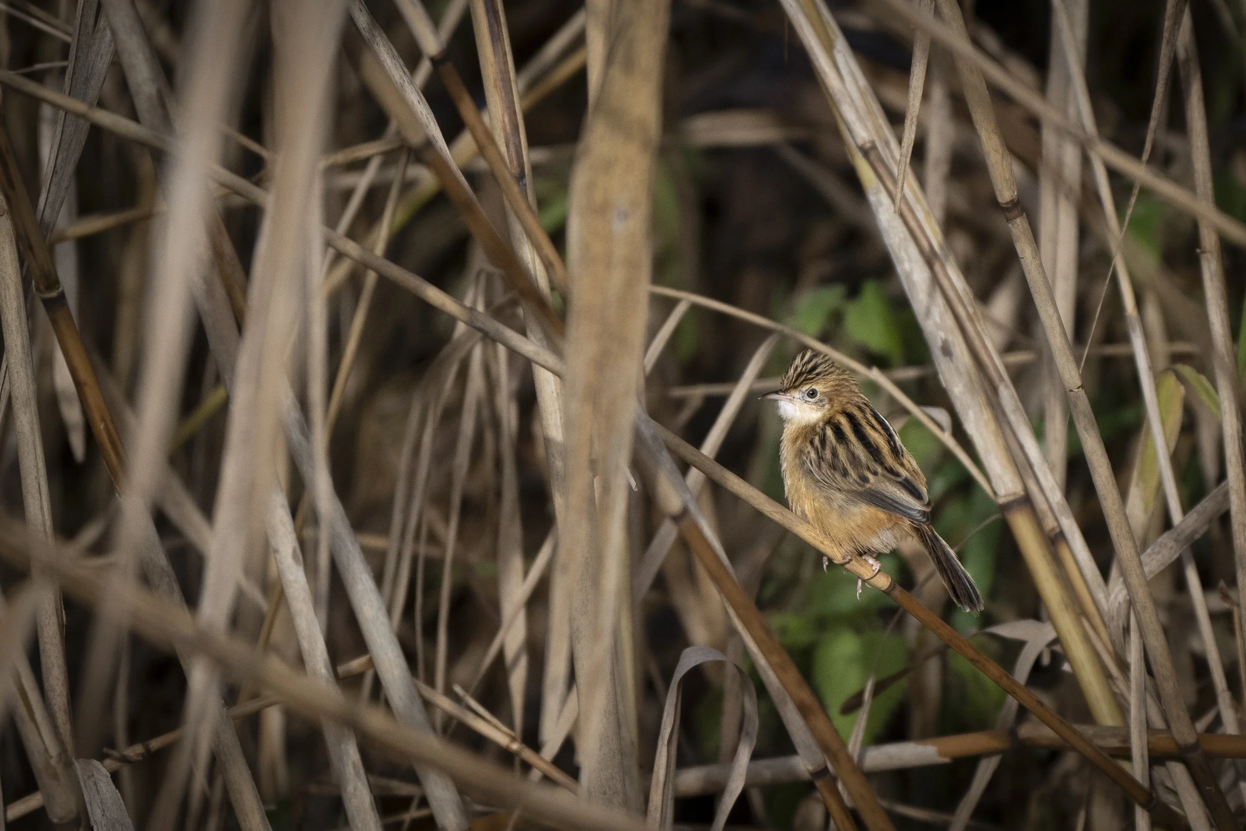 CanaleSottoLaghettoGudoBeccamoschino19Dic2025 -244624 - 251219.jpg