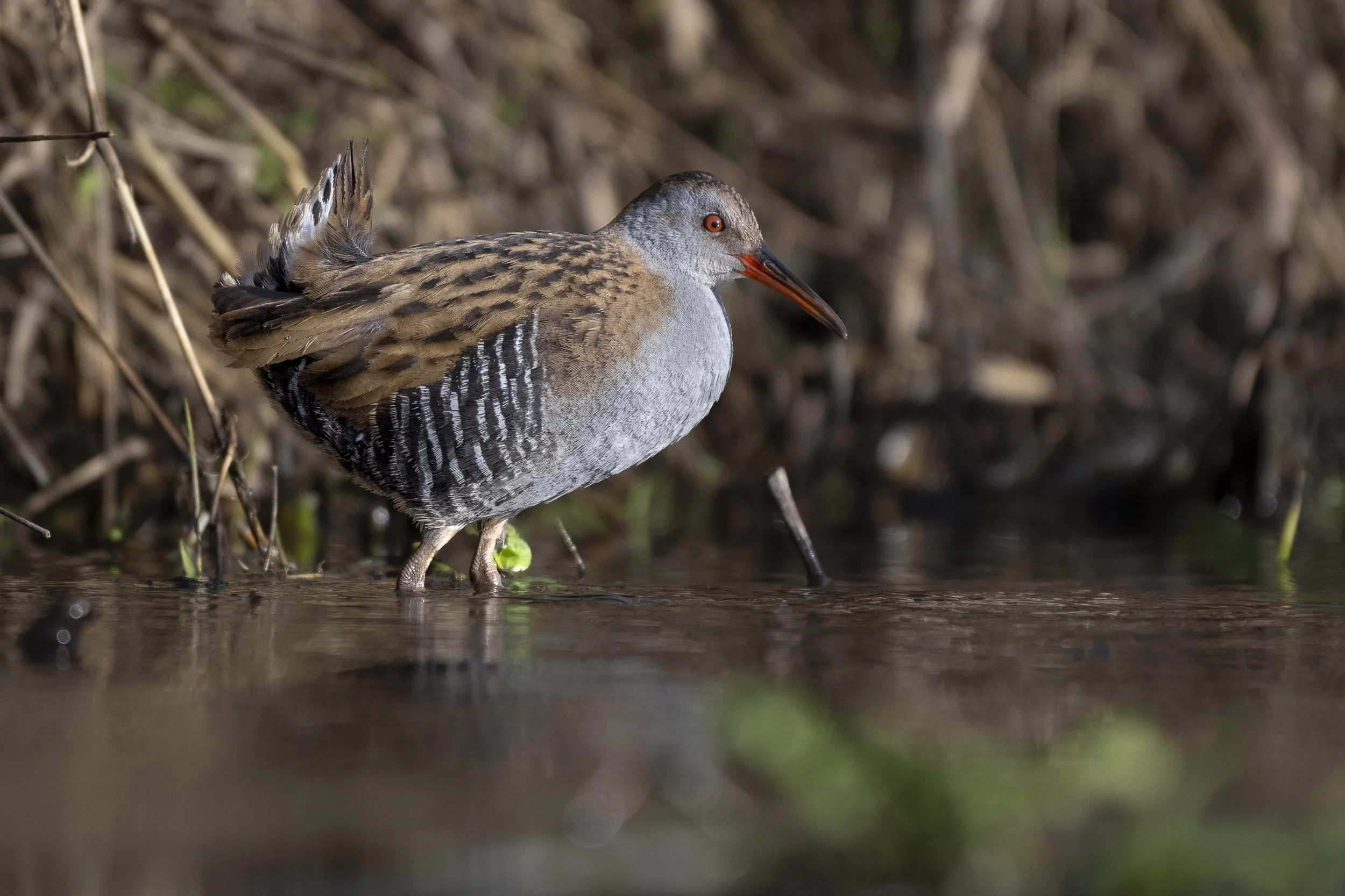 CanaleSottoLaghettoGudoBeccamoschino&Porciglione21Dic2025 -245010 - 251221.jpg