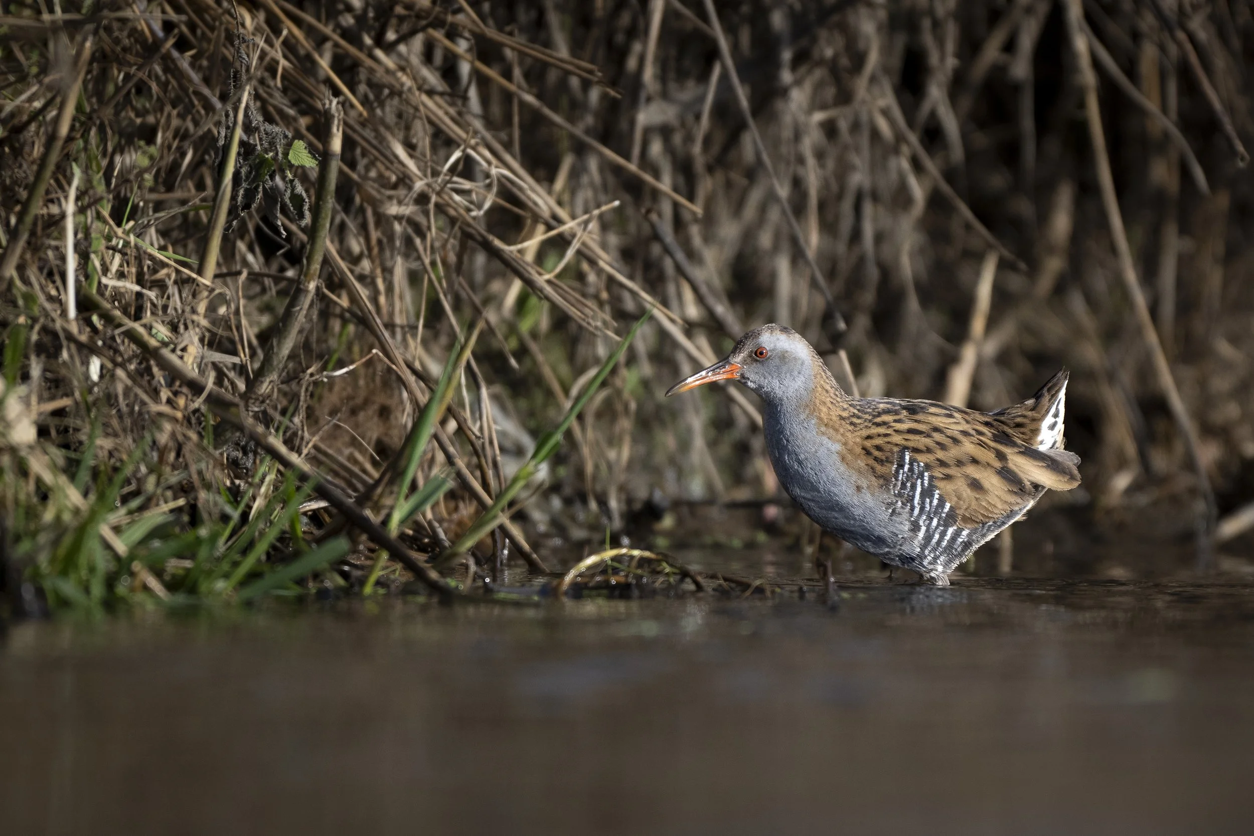 CanaleSottoLaghettoGudoBeccamoschino&Porciglione21Dic2025 -244904 - 251221.jpg
