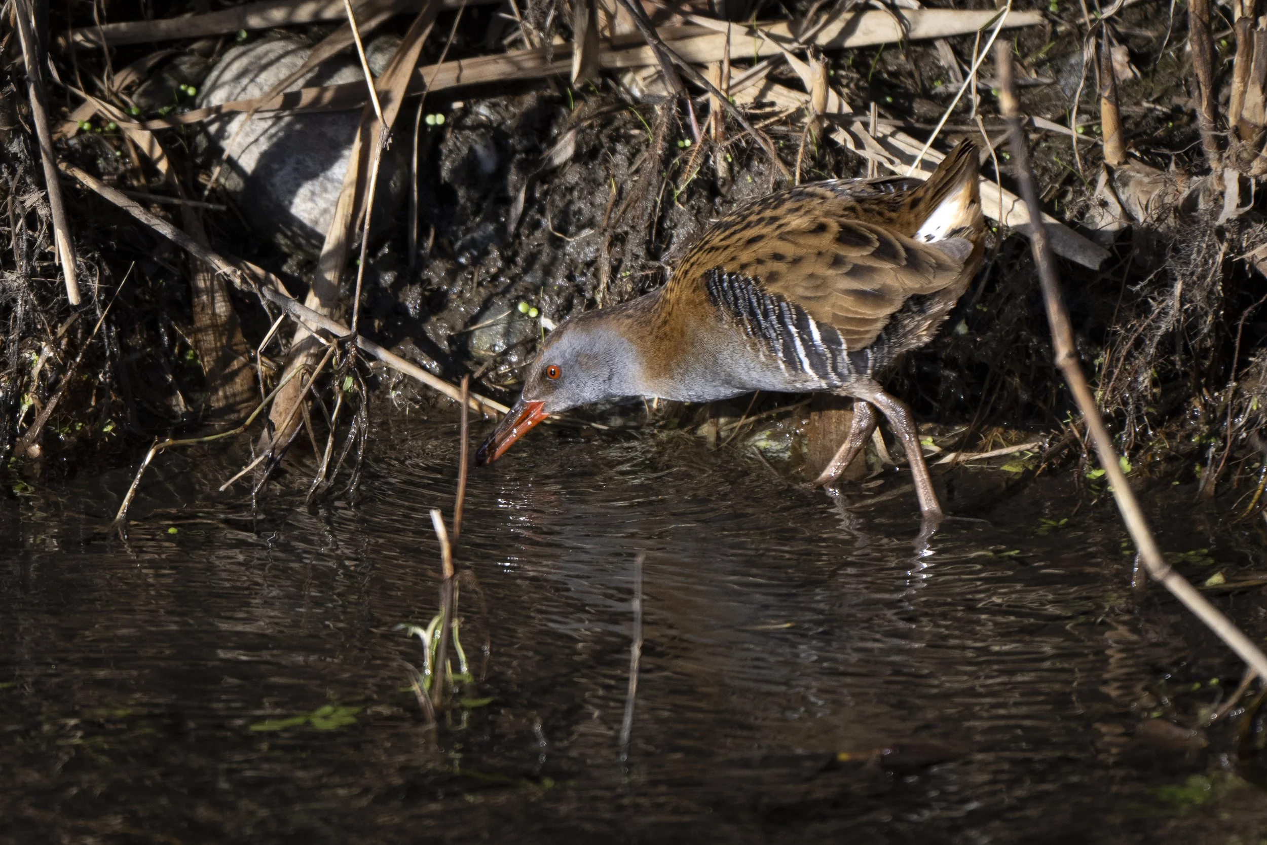 CanaleSottoLaghettoGudoBeccamoschino19Dic2025 -244297 - 251219.jpg