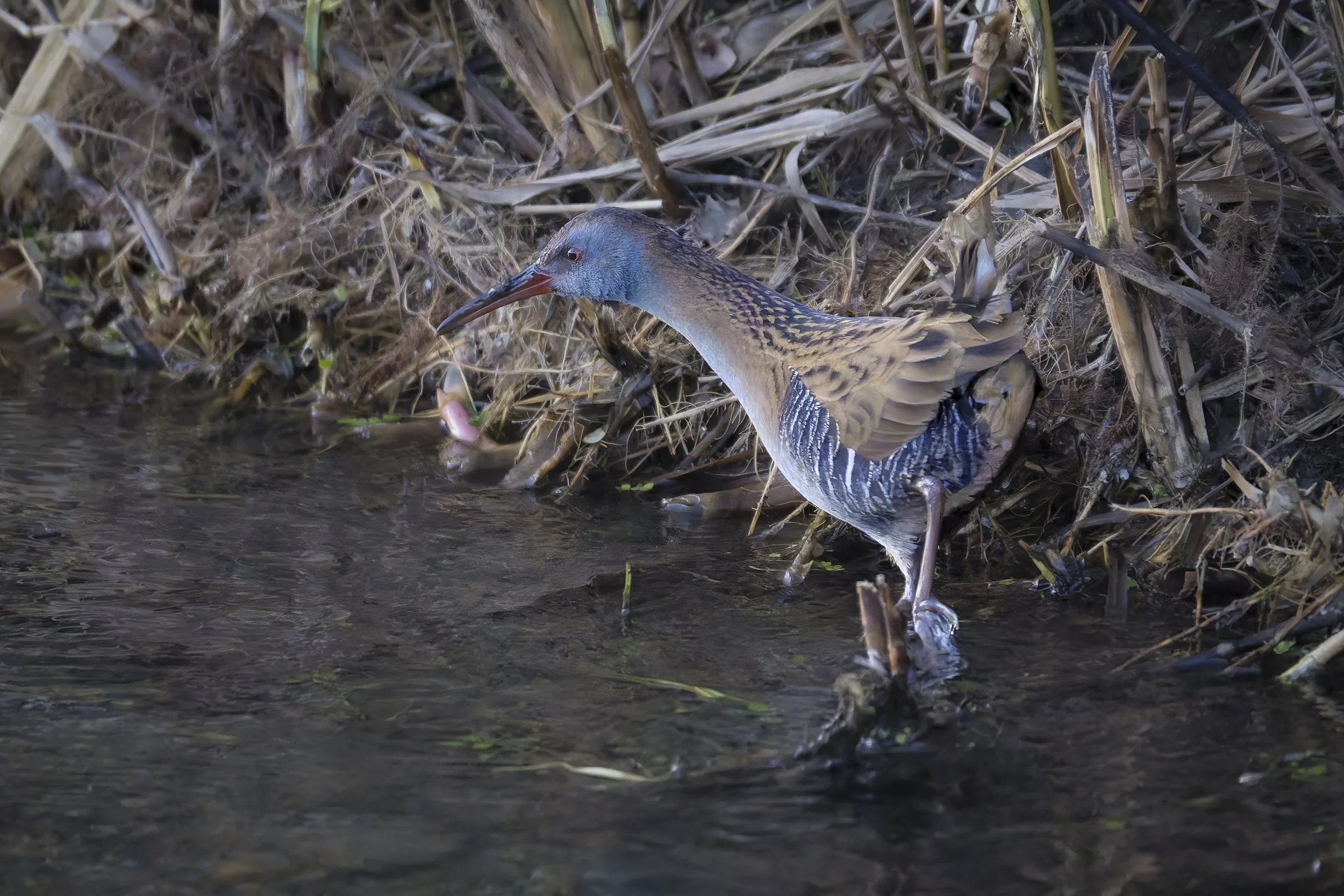 CanaleSottoLaghettoGudo14Dic2025 -243312 - 251214-DxO_DeepPRIME XD2s.jpg