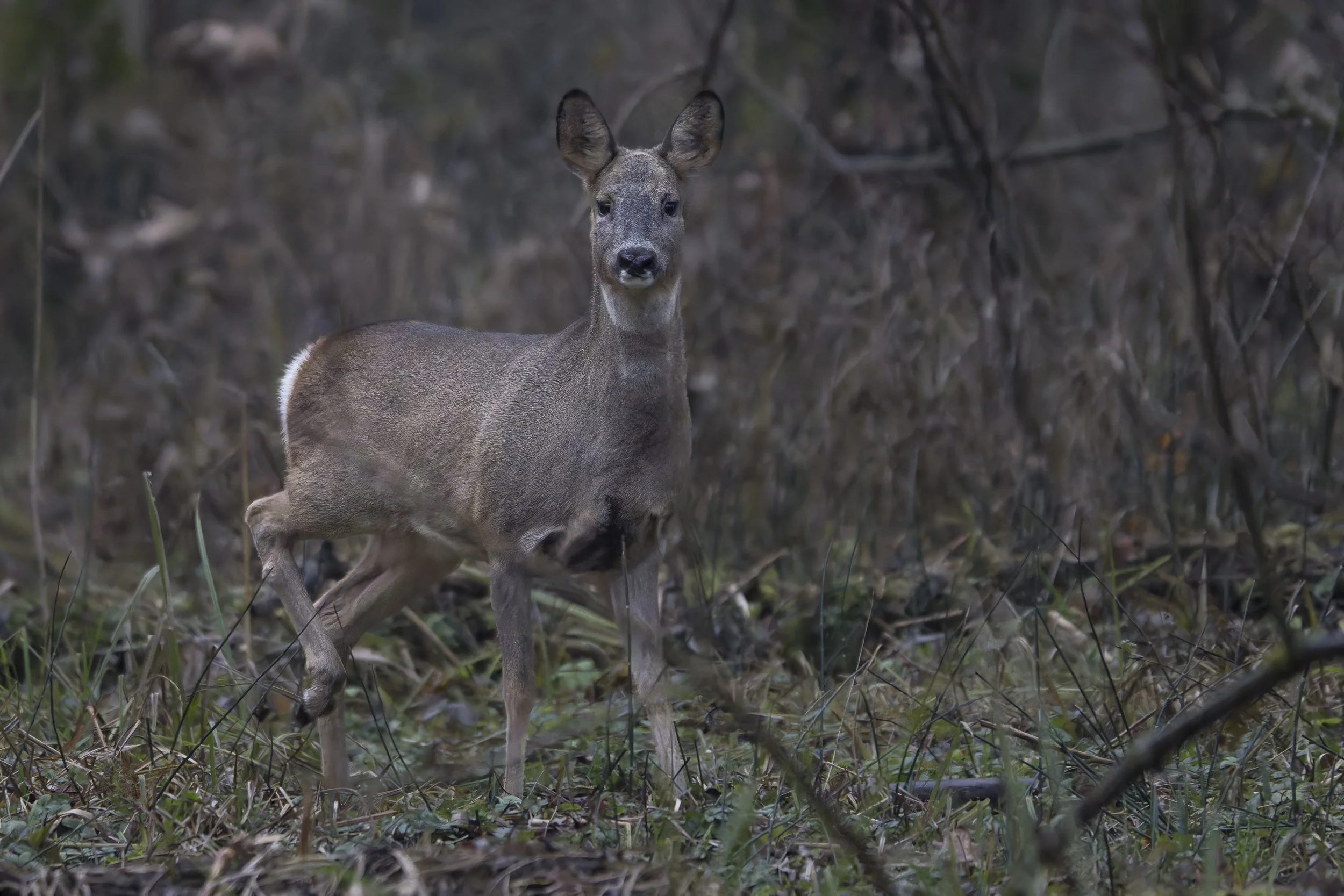 CanaleSottoLaghettoGudo16Dic2025 -243502 - 251216-DxO_DeepPRIME XD2s.jpg