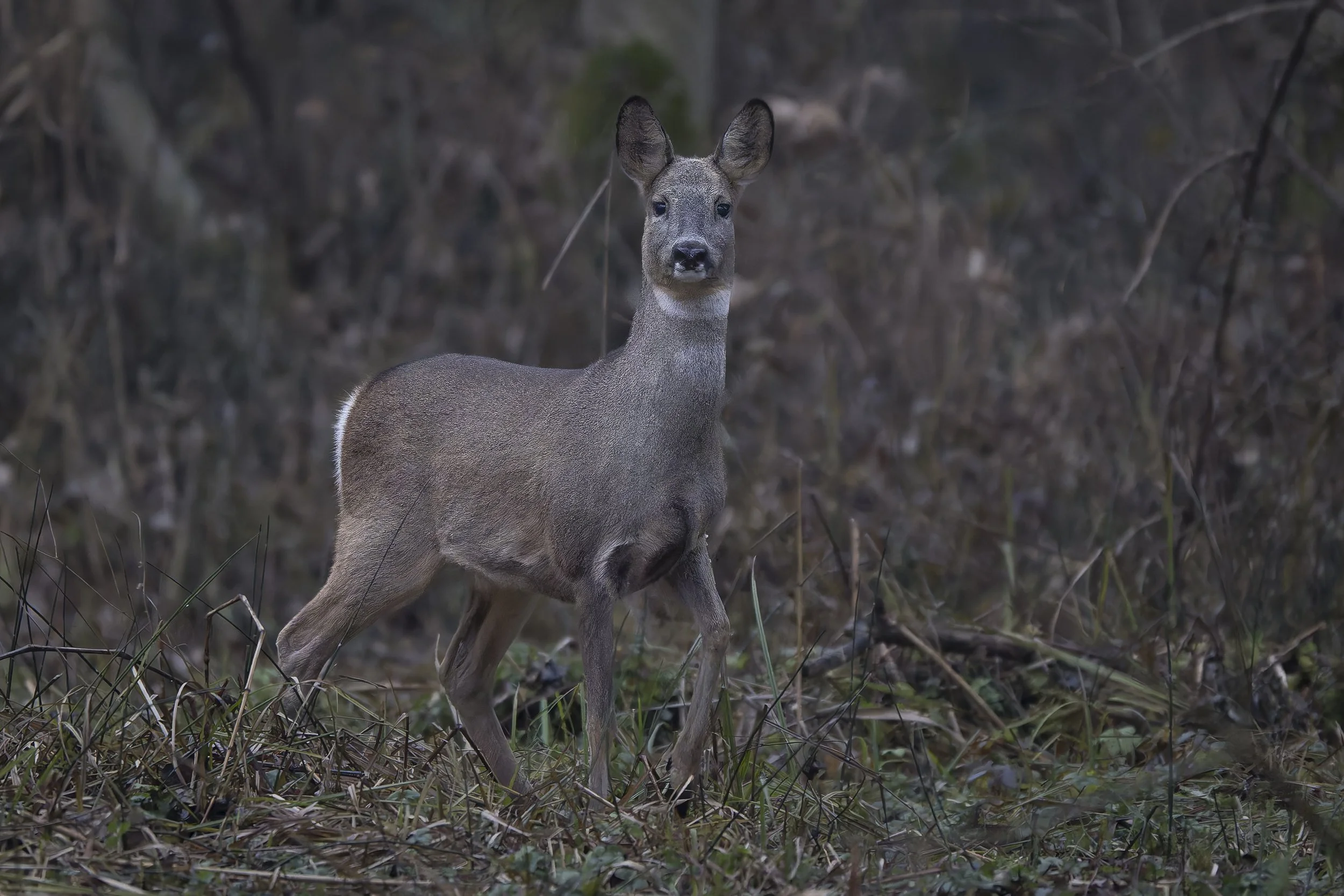 CanaleSottoLaghettoGudo16Dic2025 -243447 - 251216-DxO_DeepPRIME XD2s.jpg