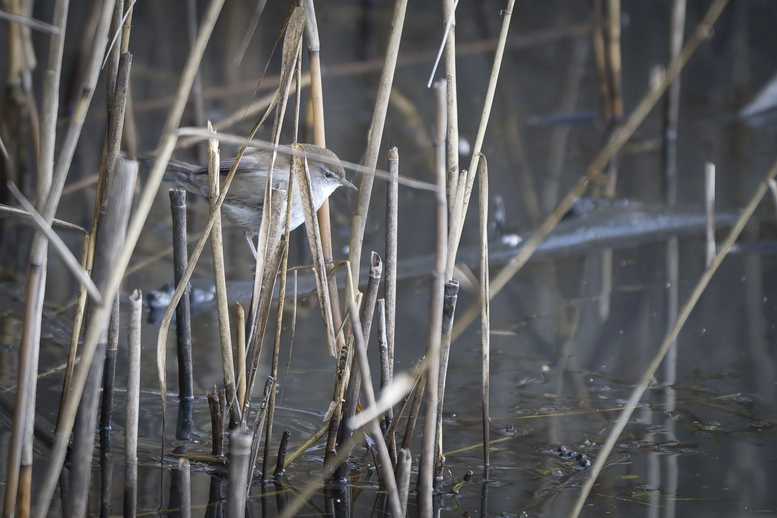 SottoAeroporto&BollaRossa14Dicembre2025 -0271 - 20251214-DxO_DeepPRIME XD2s.jpg