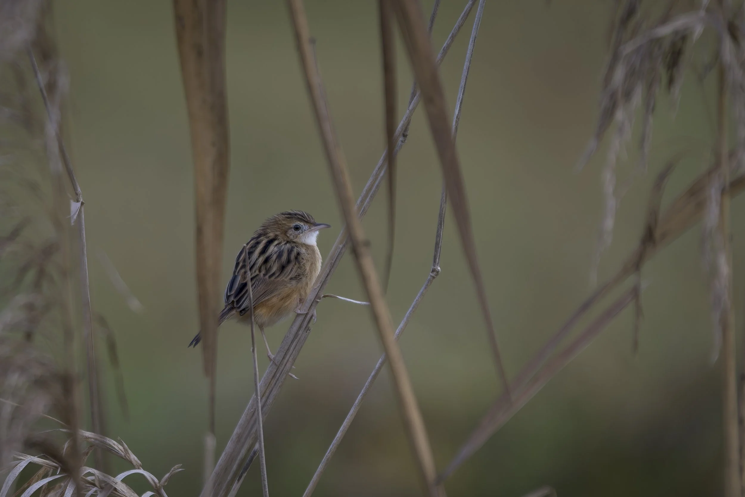 CanaleSottoLaghettoGudoBeccamoschino&Porciglione21Dic2025 -244737 - 251221-DxO_DeepPRIME XD2s.jpg
