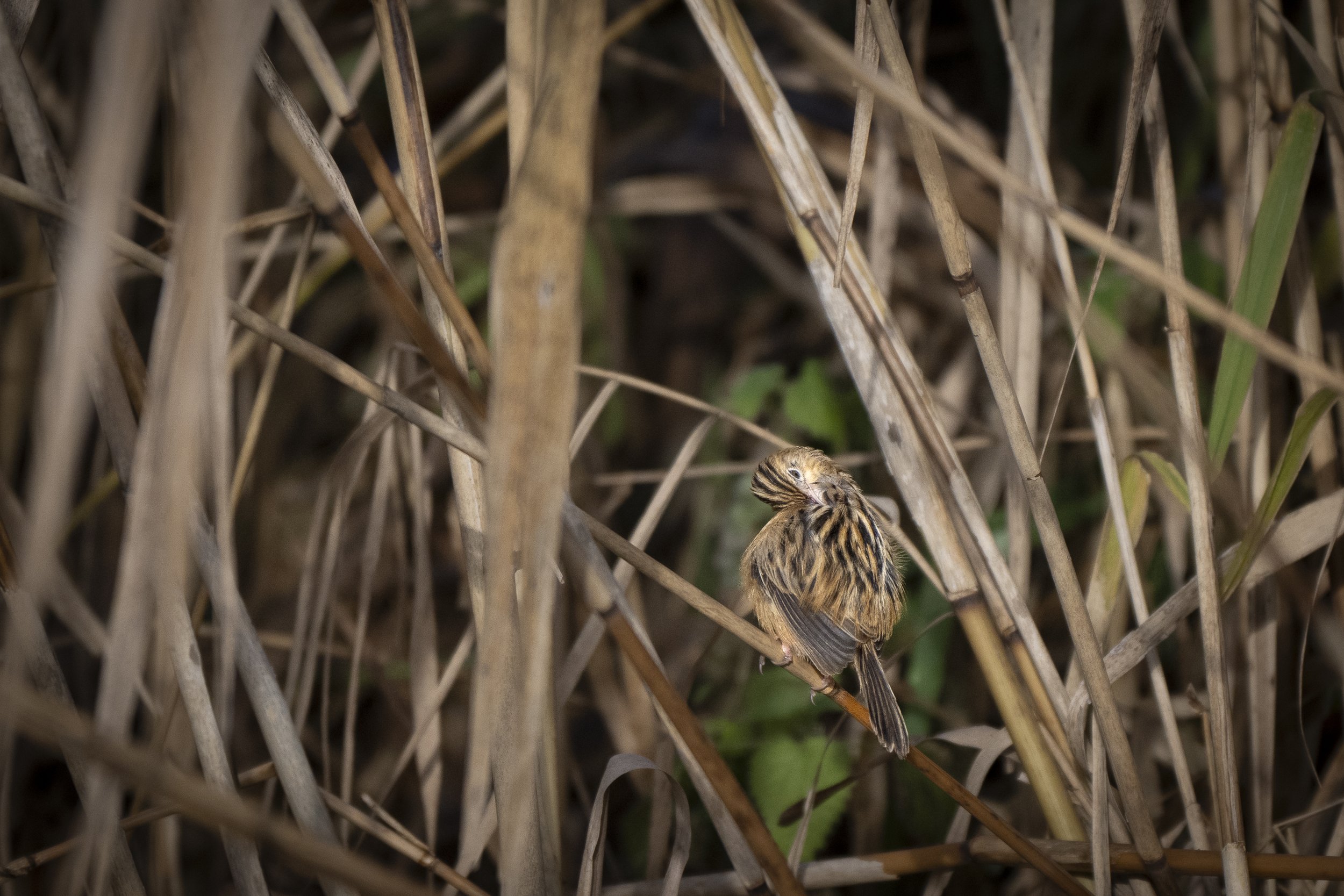 CanaleSottoLaghettoGudoBeccamoschino19Dic2025 -244075 - 251219.jpg