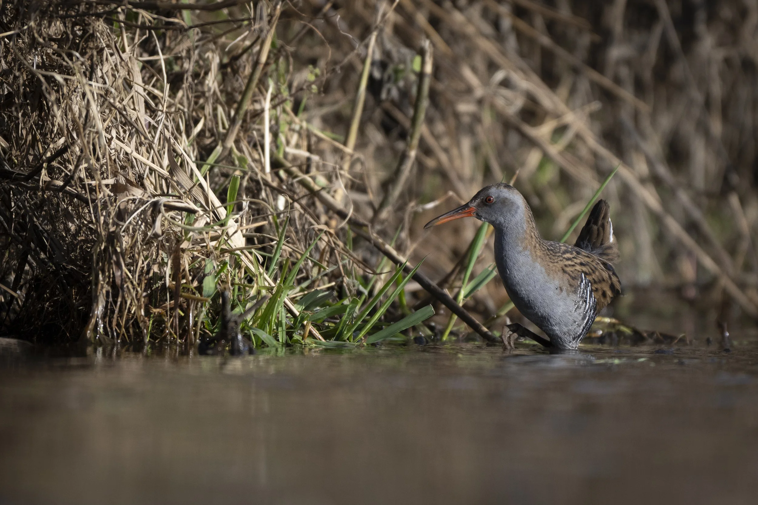 CanaleSottoLaghettoGudoBeccamoschino&Porciglione21Dic2025 -244931 - 251221.jpg