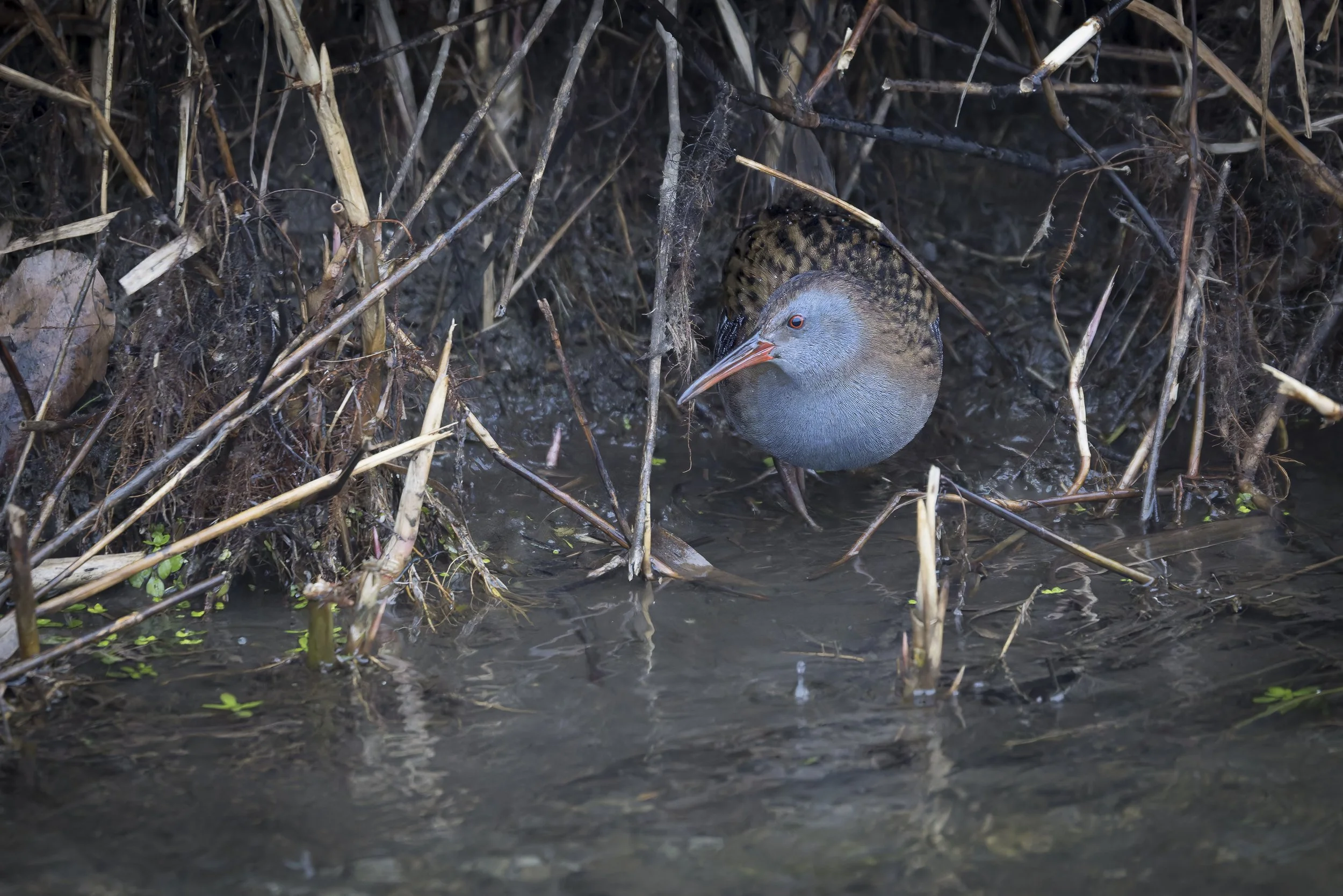 CanaleSottoLaghettoGudo16Dic2025 -243779 - 251216-DxO_DeepPRIME XD2s.jpg