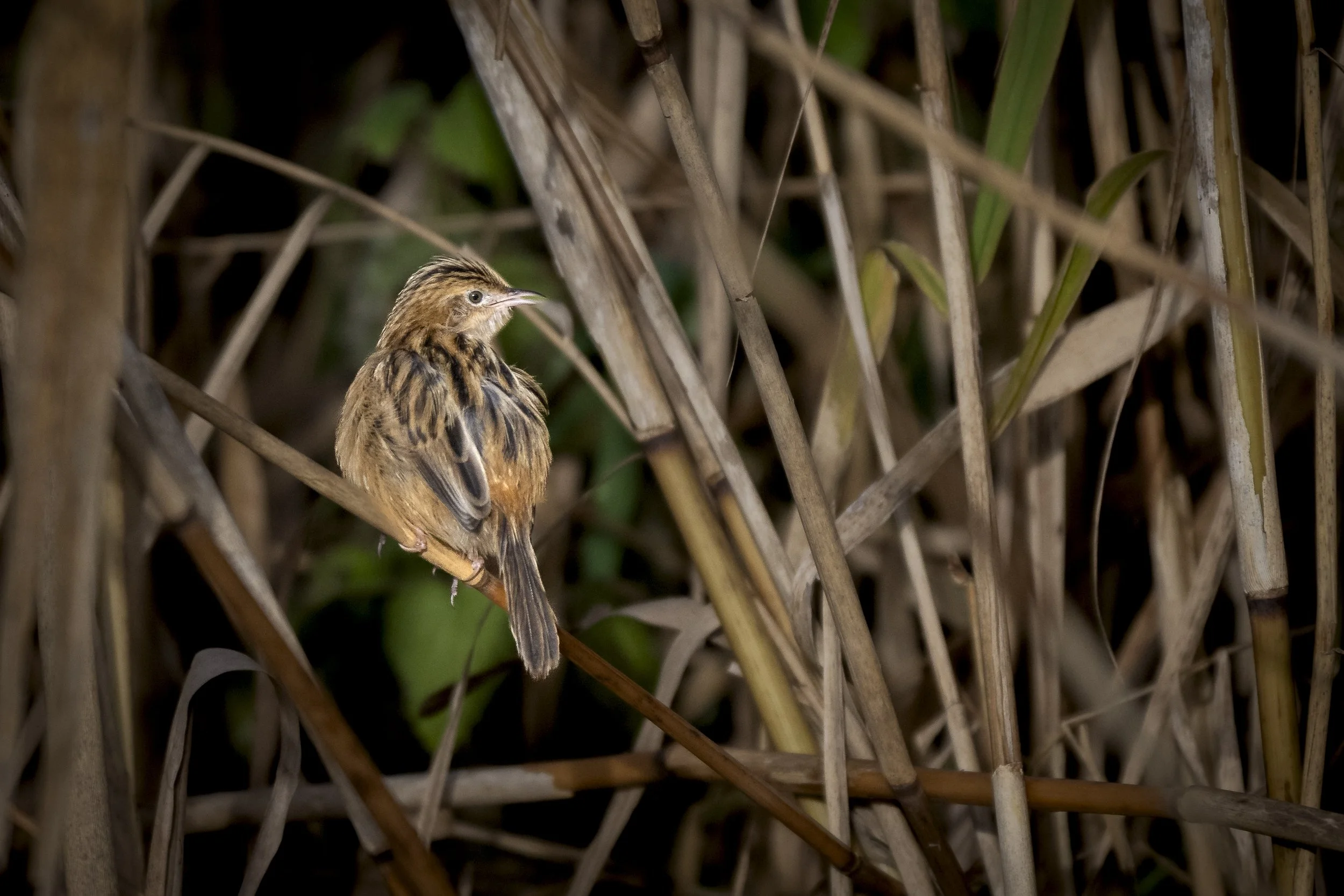 CanaleSottoLaghettoGudoBeccamoschino19Dic2025 -244656 - 251219.jpg