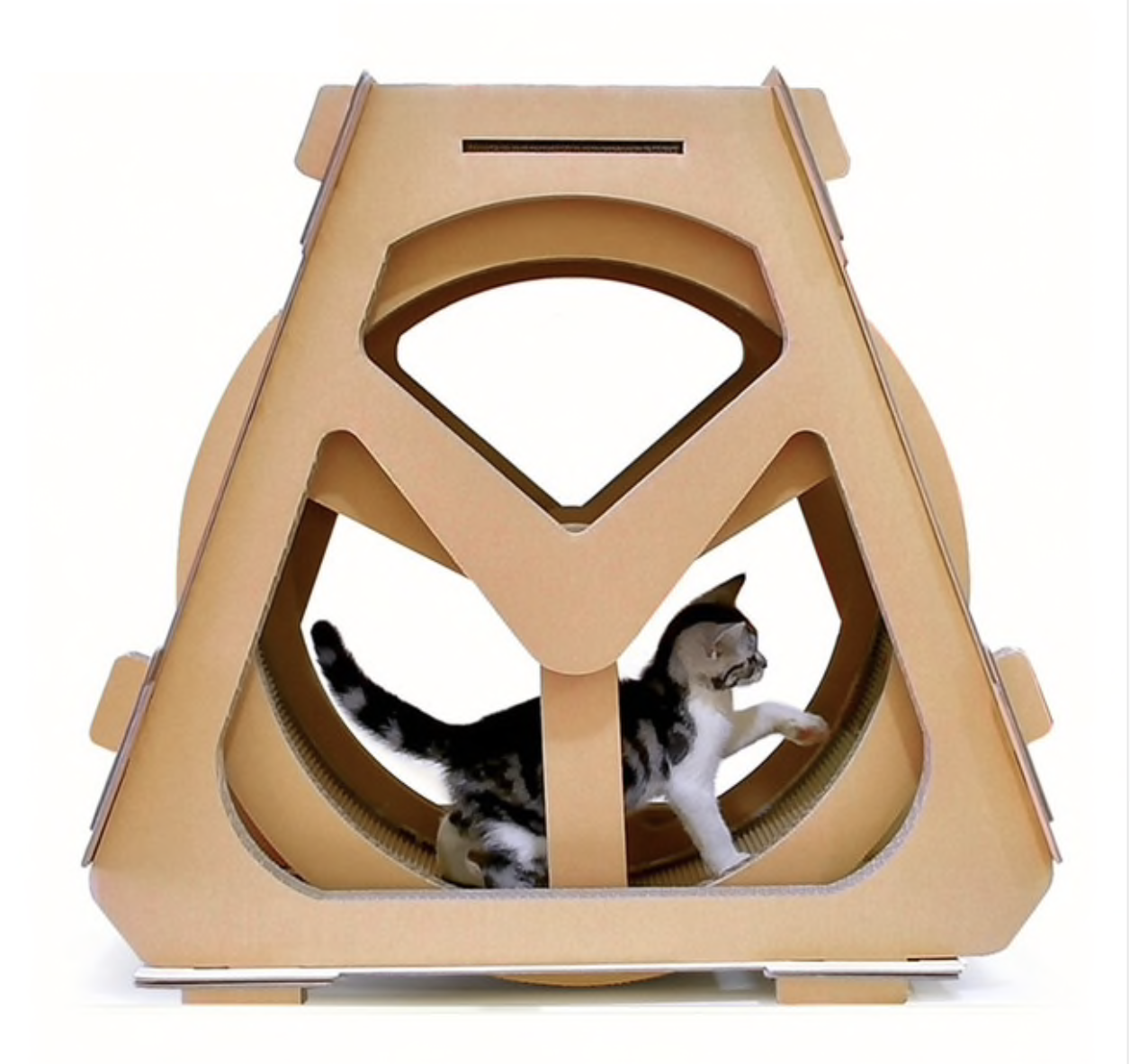 cat treadmill wheel