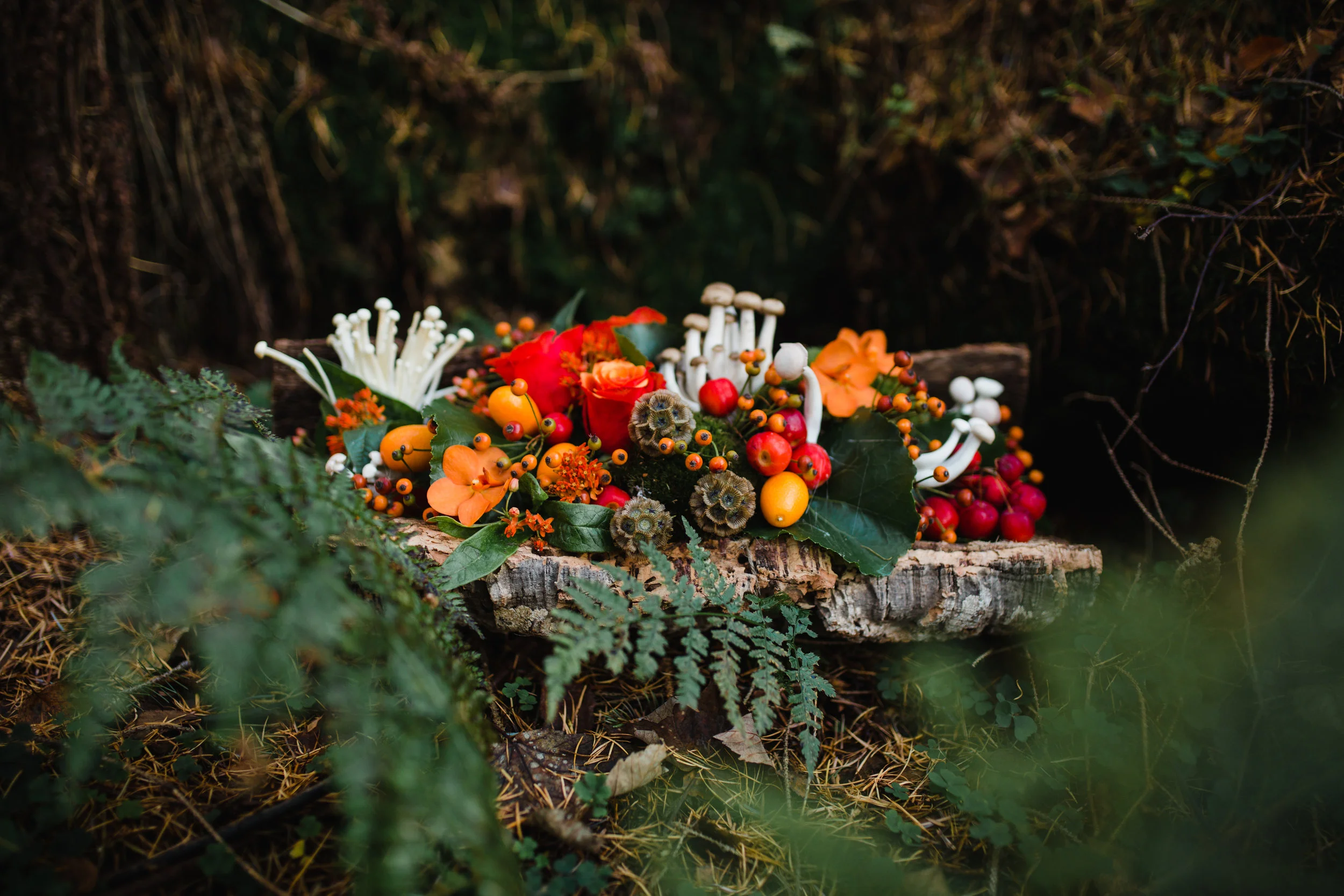 Plantology - Autumn-8.jpg