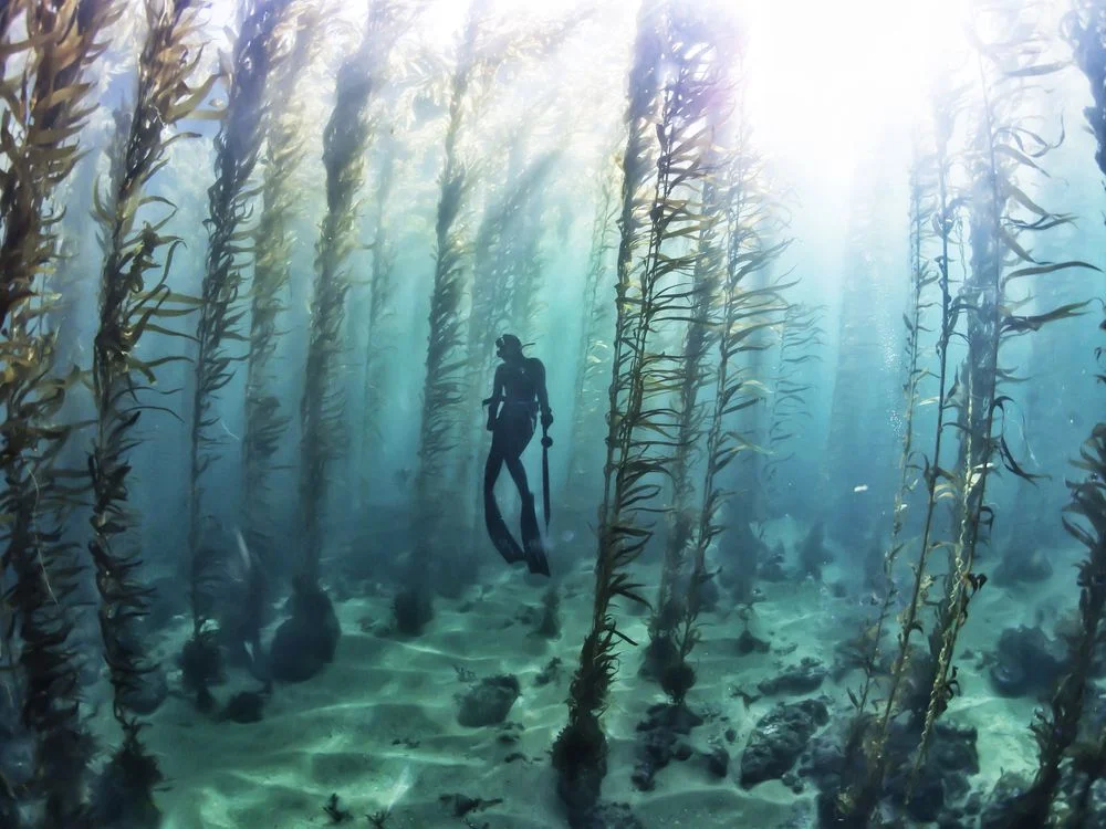 freediver5.jpg
