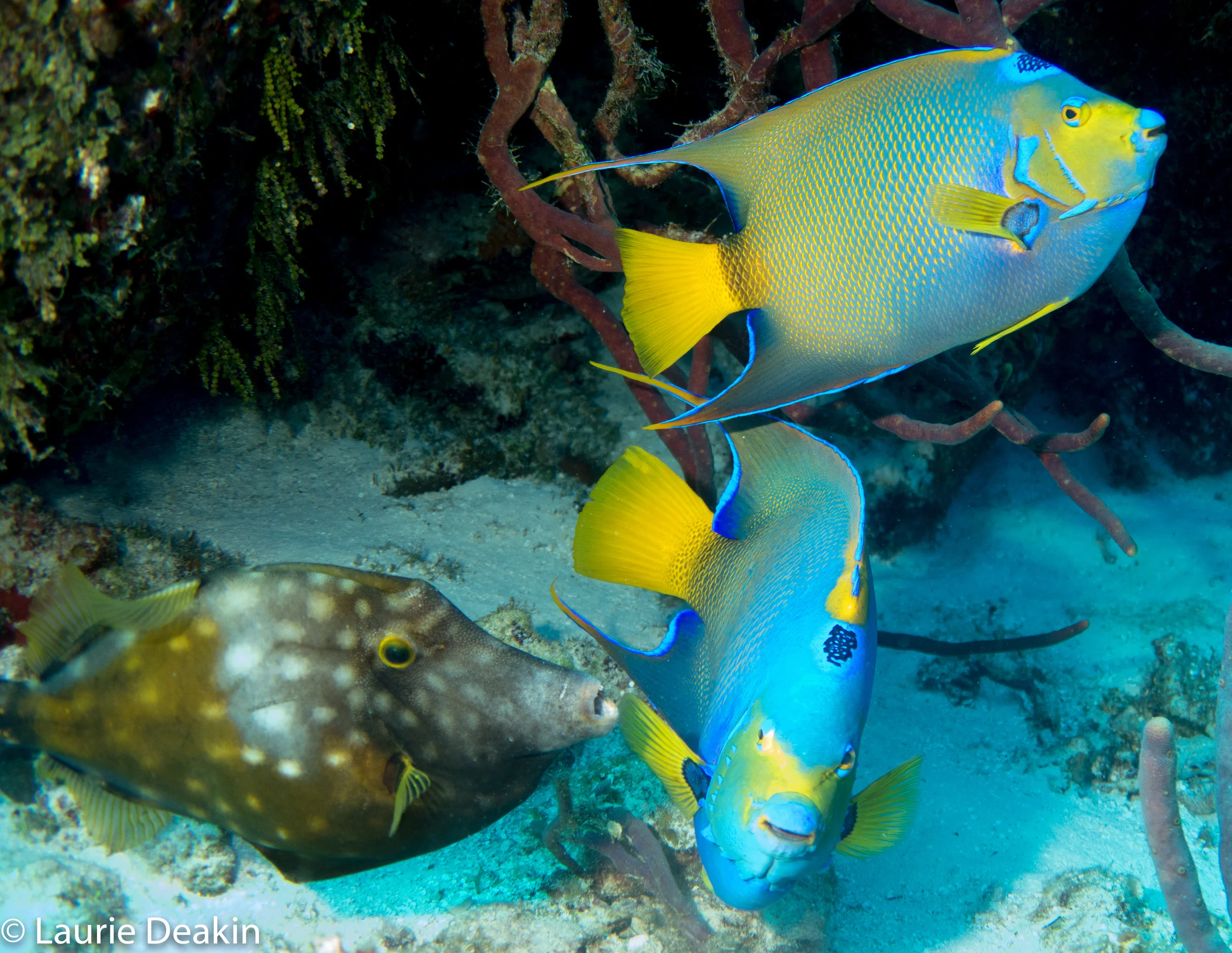 Cozumel 2019 April--4.jpg